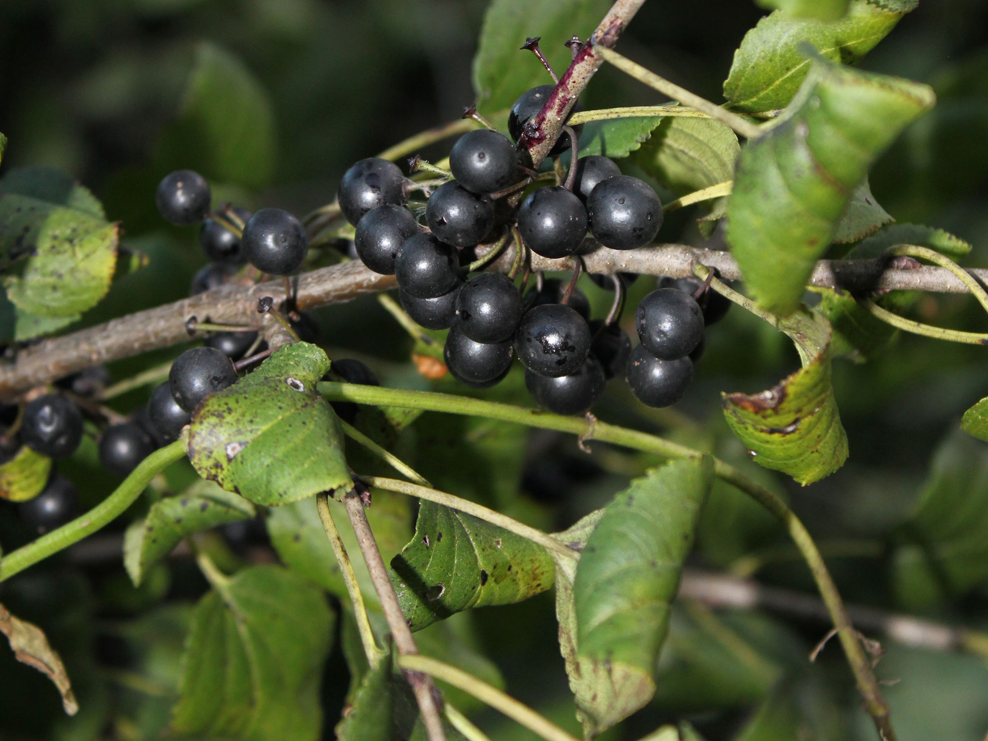Blue buckthorn berries and glossy green leaves