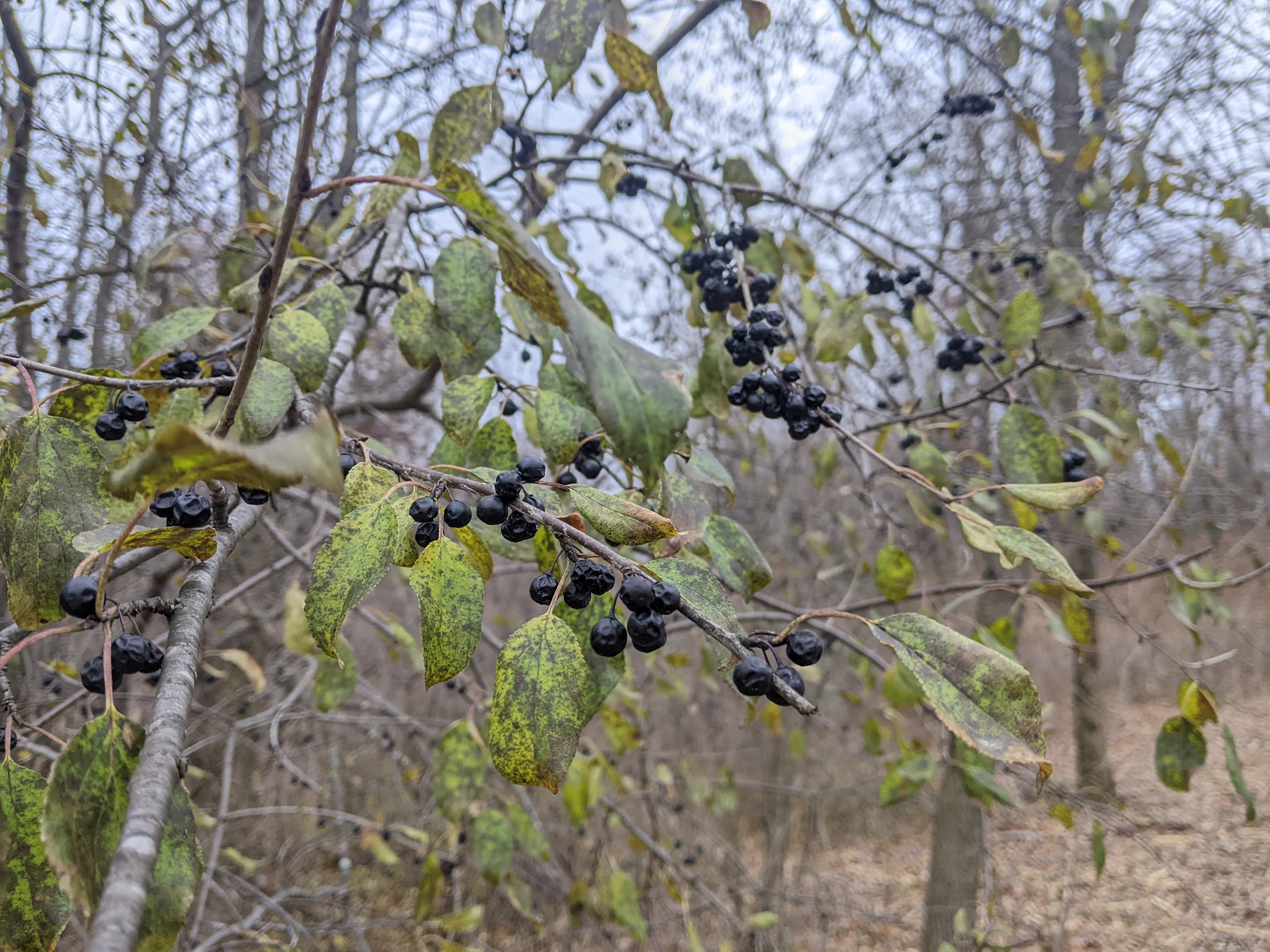 Buckthorn berries and green leaves in winter forest