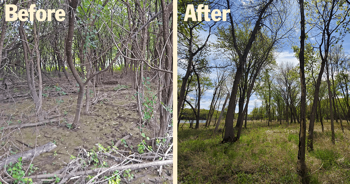 Before and after buckthorn removal pictures