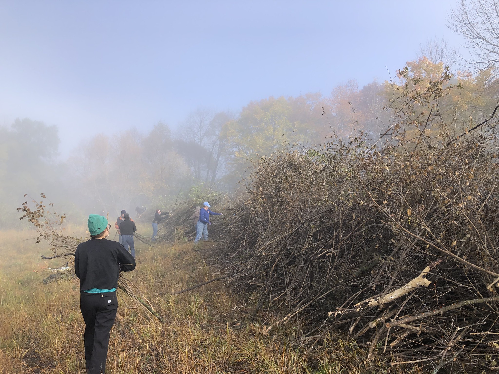 Volunteers stand by an enormous pile of buckthorn
