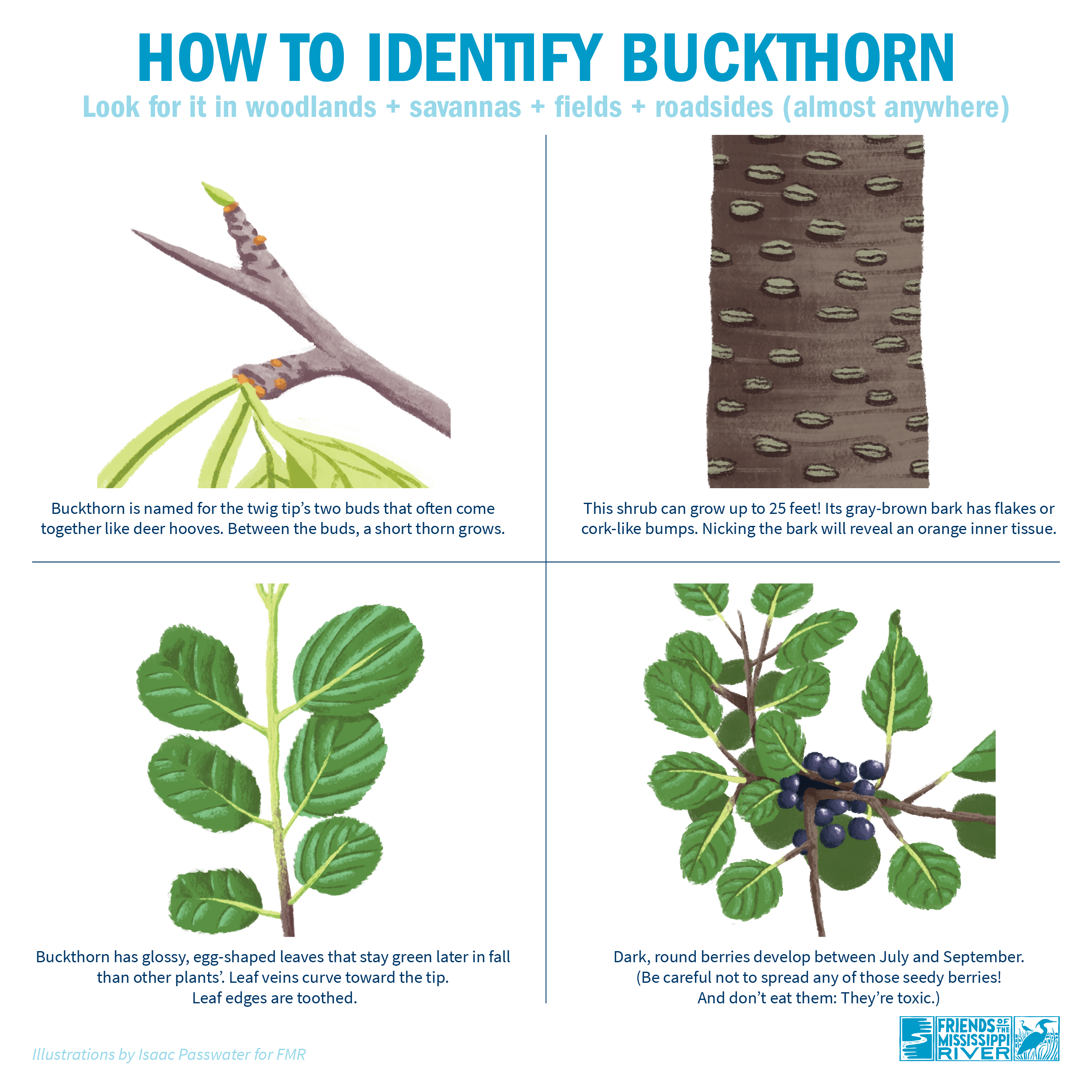 Shows illustrations with text: Buckthorn is named for the twig tip’s two buds that often come together like deer hooves. Between the buds, a short thorn grows. This shrub can grow up to 25 feet! Its gray-brown bark has flakes or cork-like bumps. Nicking the bark will reveal an orange inner tissue. Buckthorn has glossy, egg-shaped leaves that stay green later in fall than other plants’. Leaf veins curve toward the tip  Leaf edges are toothed. Dark, round berries develop between July and September. (Be carefu
