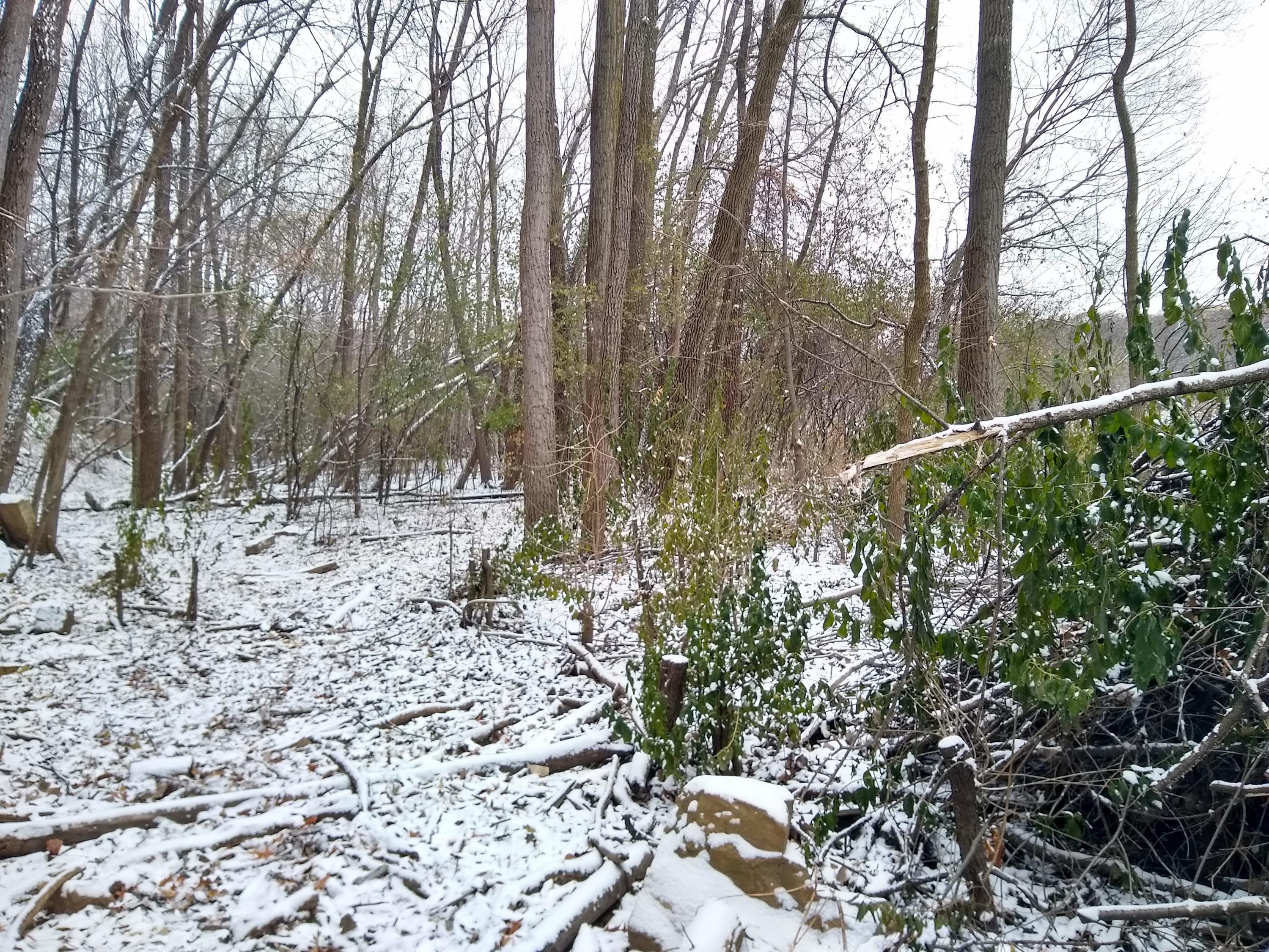 Green buckthorn in winter
