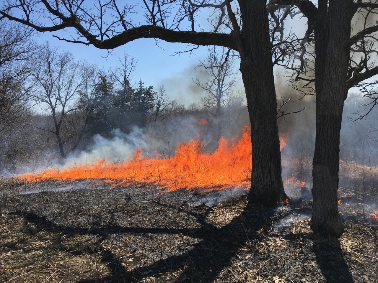 Bright orange flames behind silhouettes of trees. 