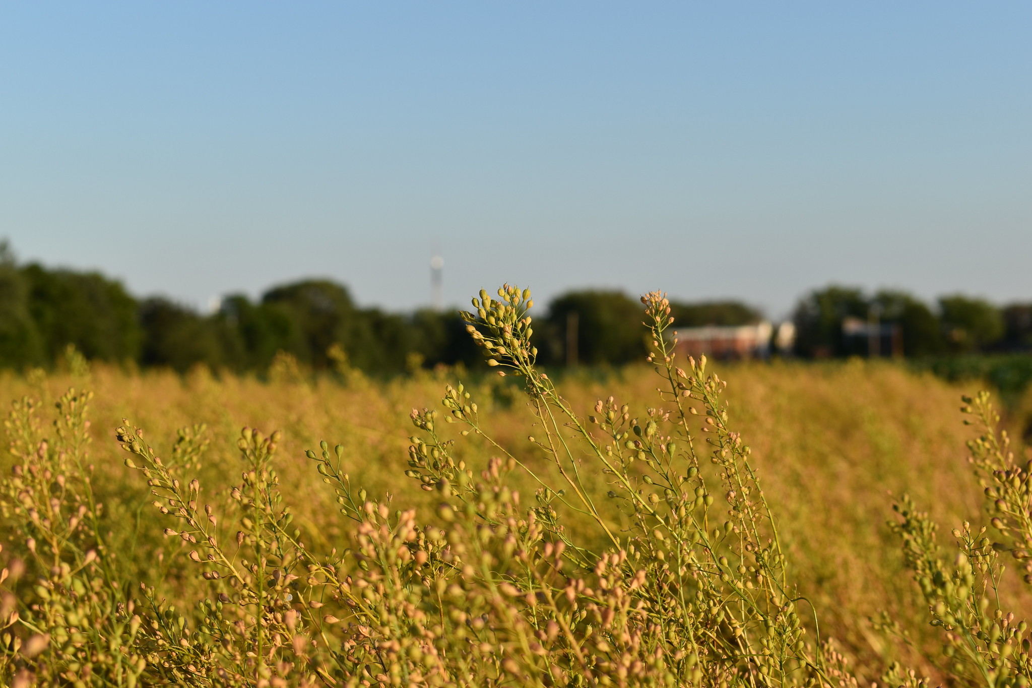 Winter camelina Winter camelina field at U of M