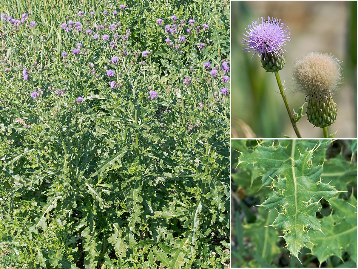 A collage of photos showing Canada thistle from afar and up close.