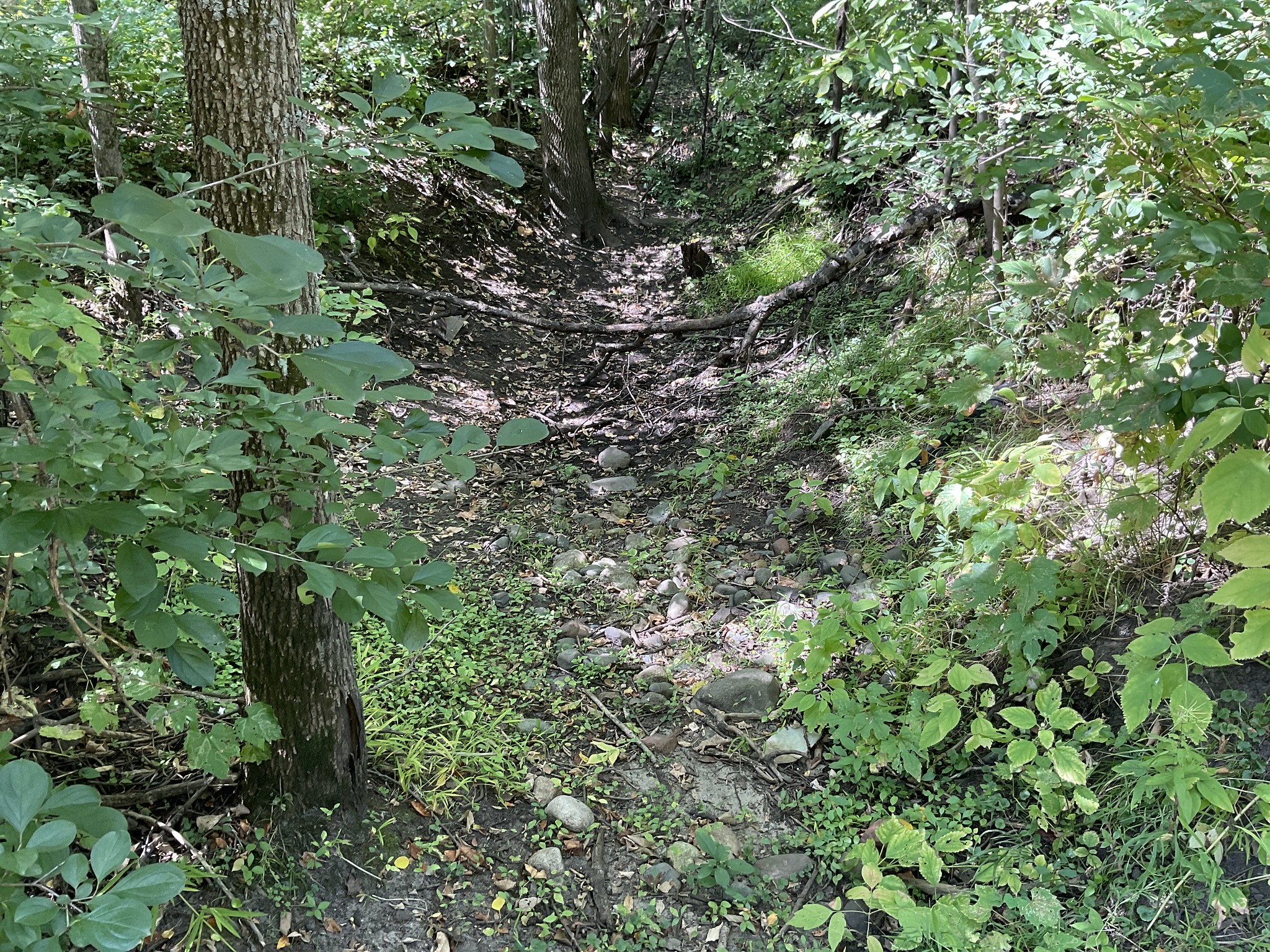 Canoe chutes Camp Cozy Path in a forest