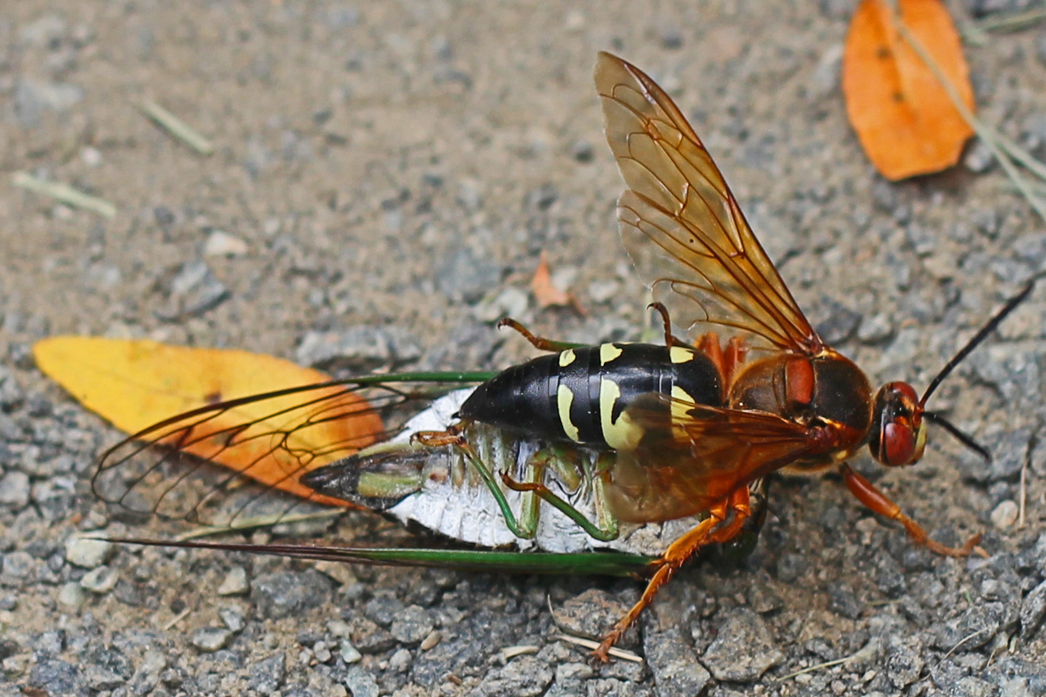 Cicada killer wasp atop its cicada prey