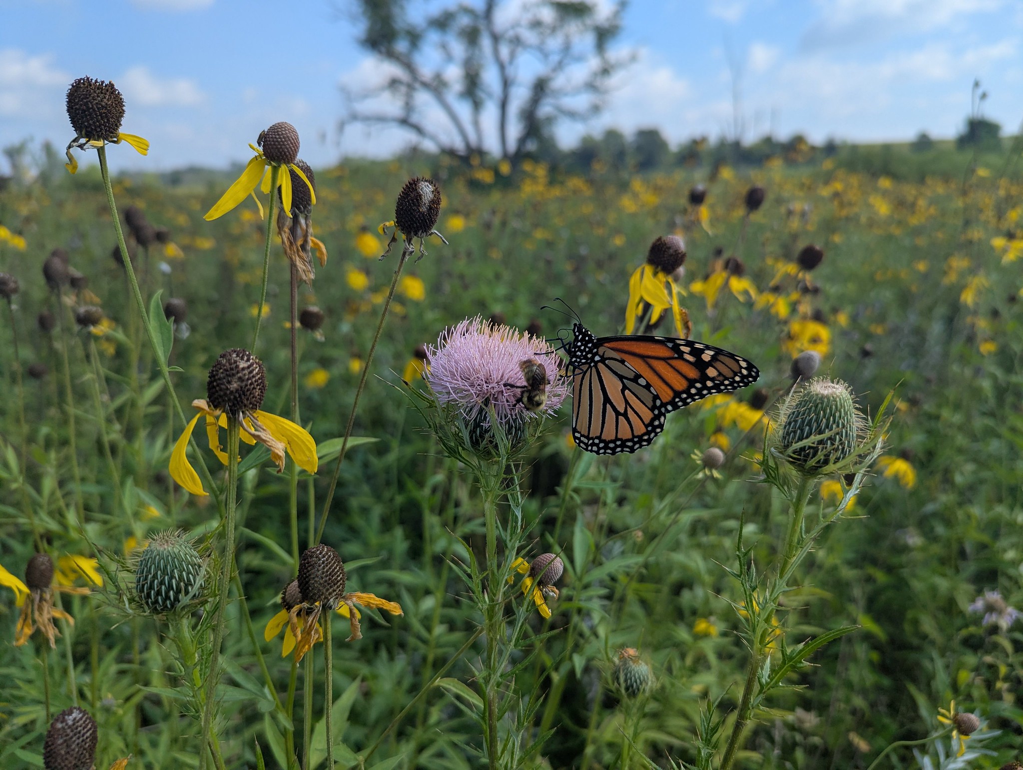 Monarch and bee on thistle in prairie