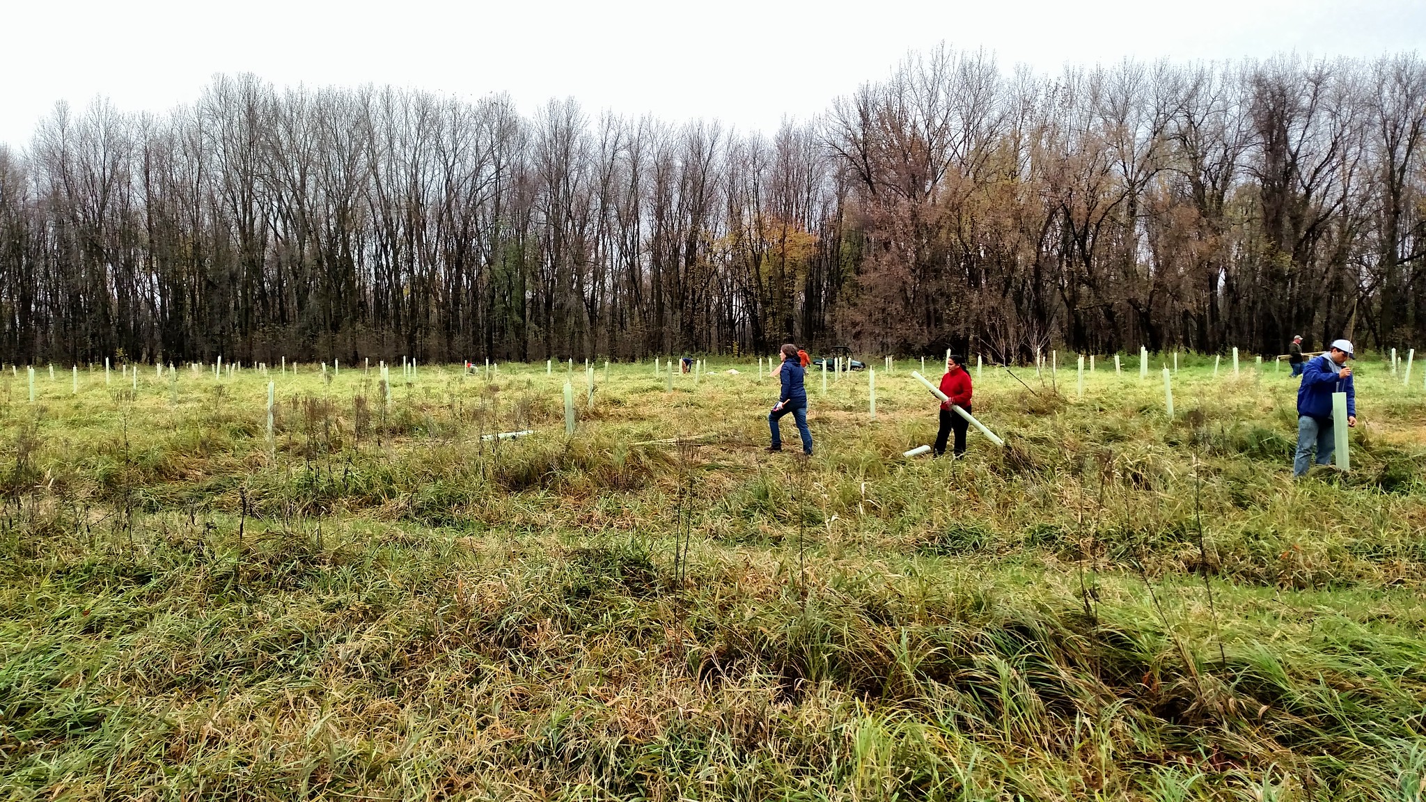 People livestake cottonwoods in a field