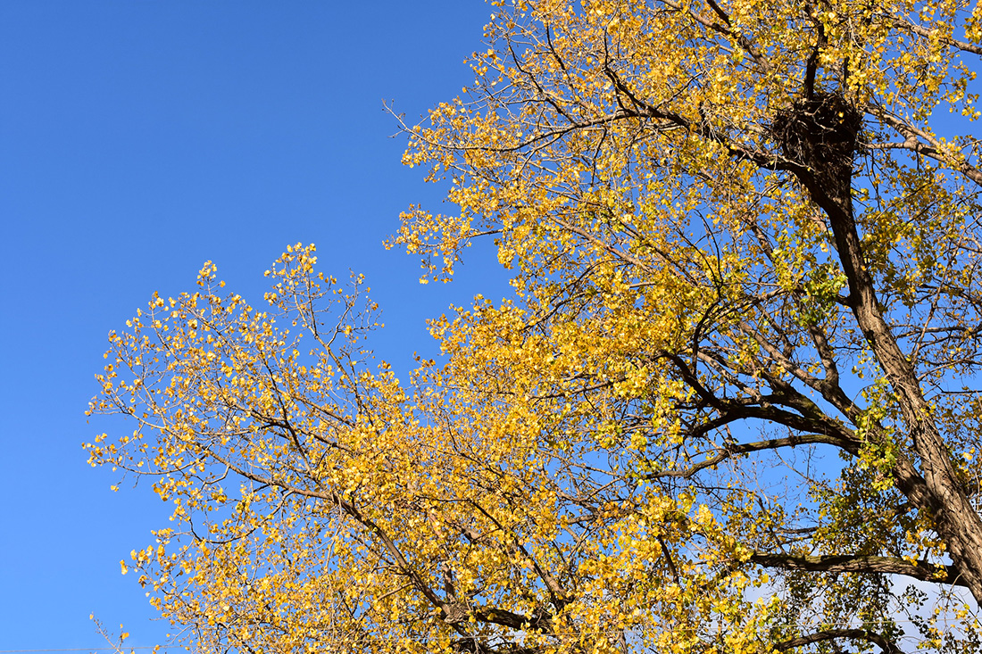 Yellow leaves and eagle's nest in tall cottonwood