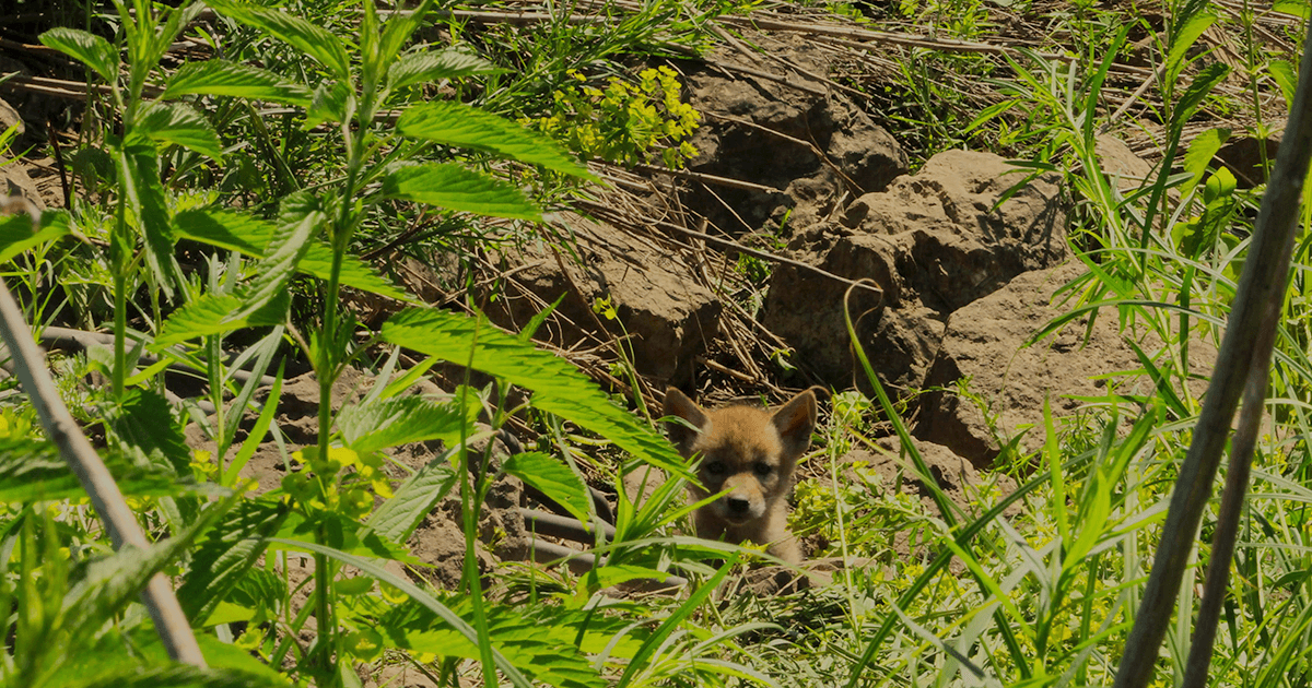 Coyote pup in green space in industrial area