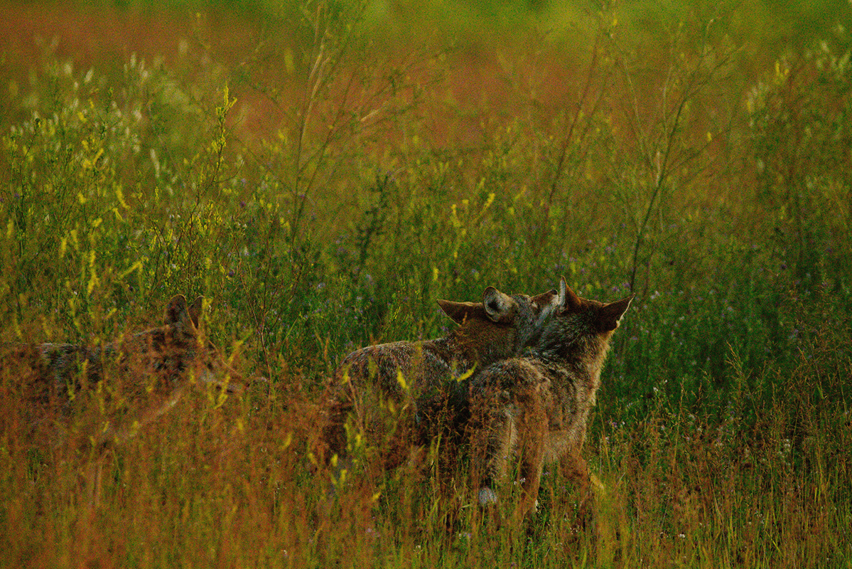 Coyotes playing