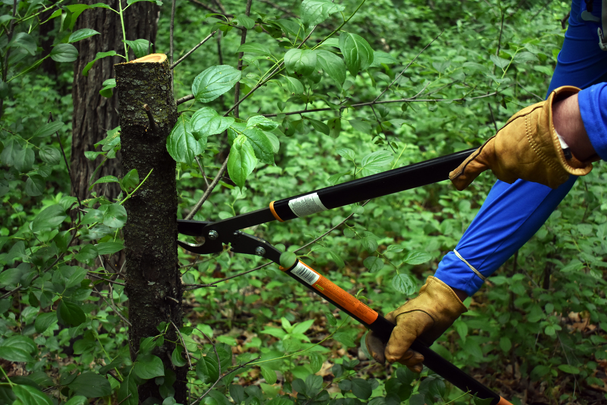 Person lops branches off of buckthorn stump