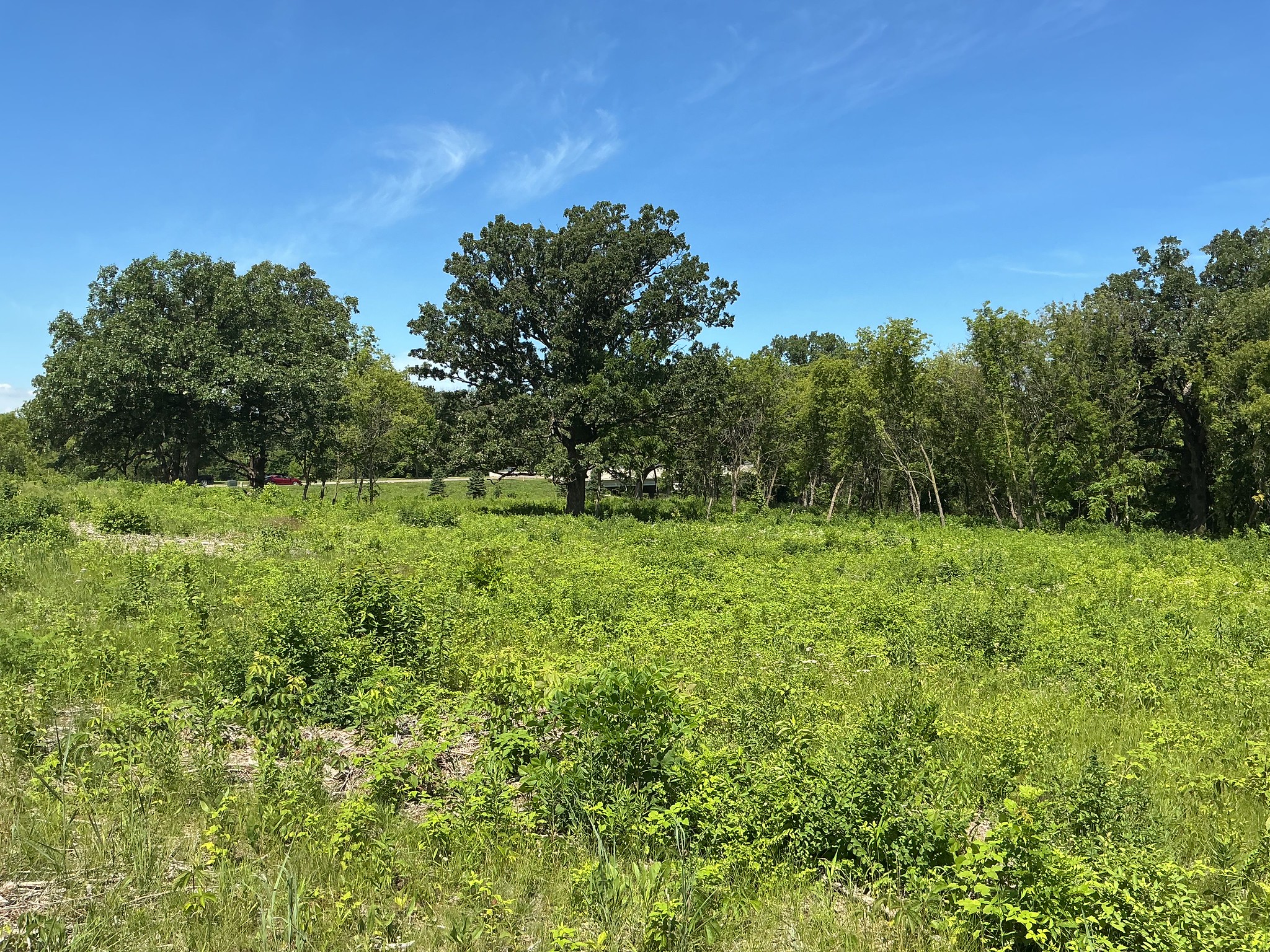 Open oak savanna in summer