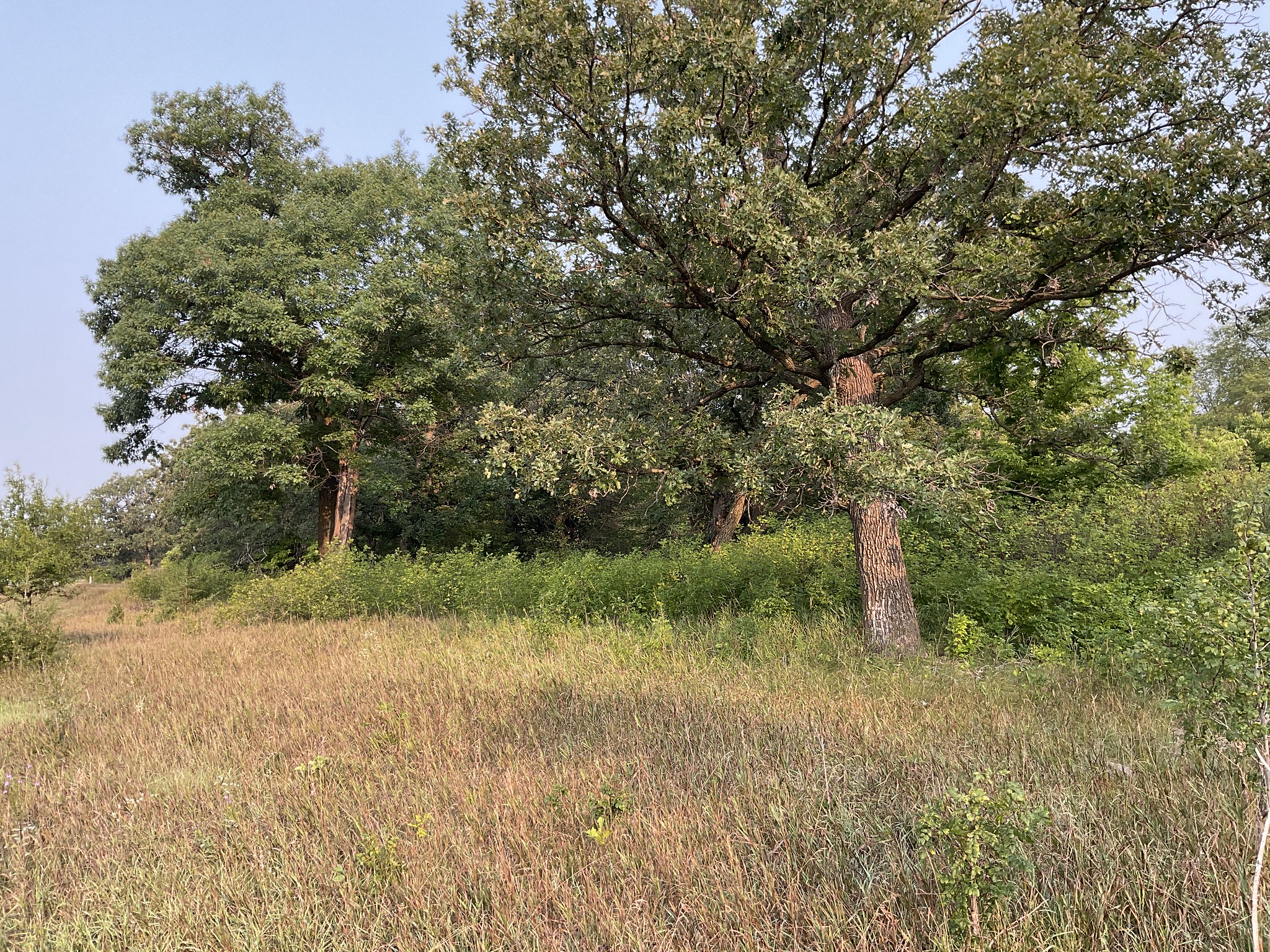 Bur oaks at edge of prairie