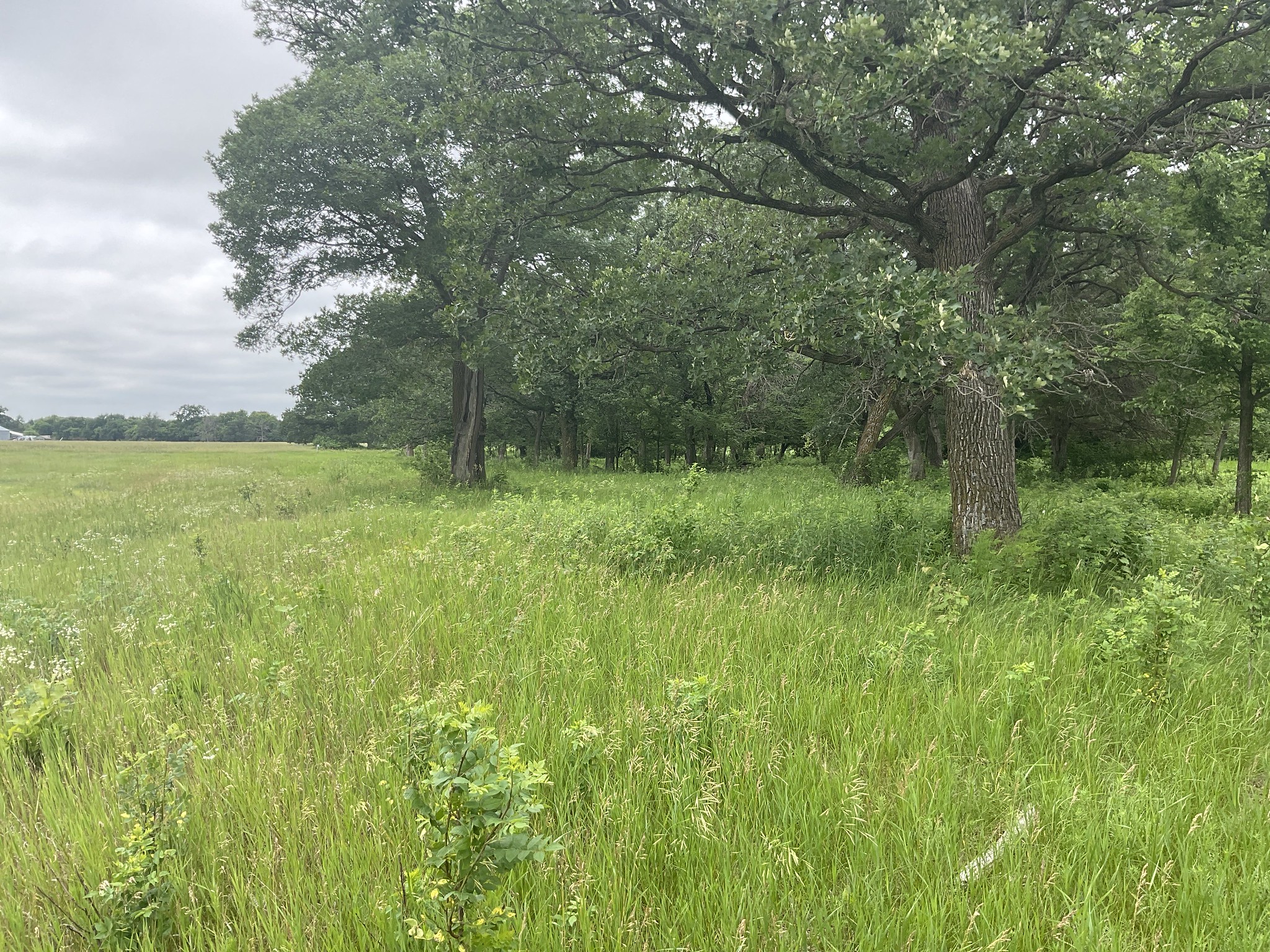 Oak savanna at Davis Farm Park