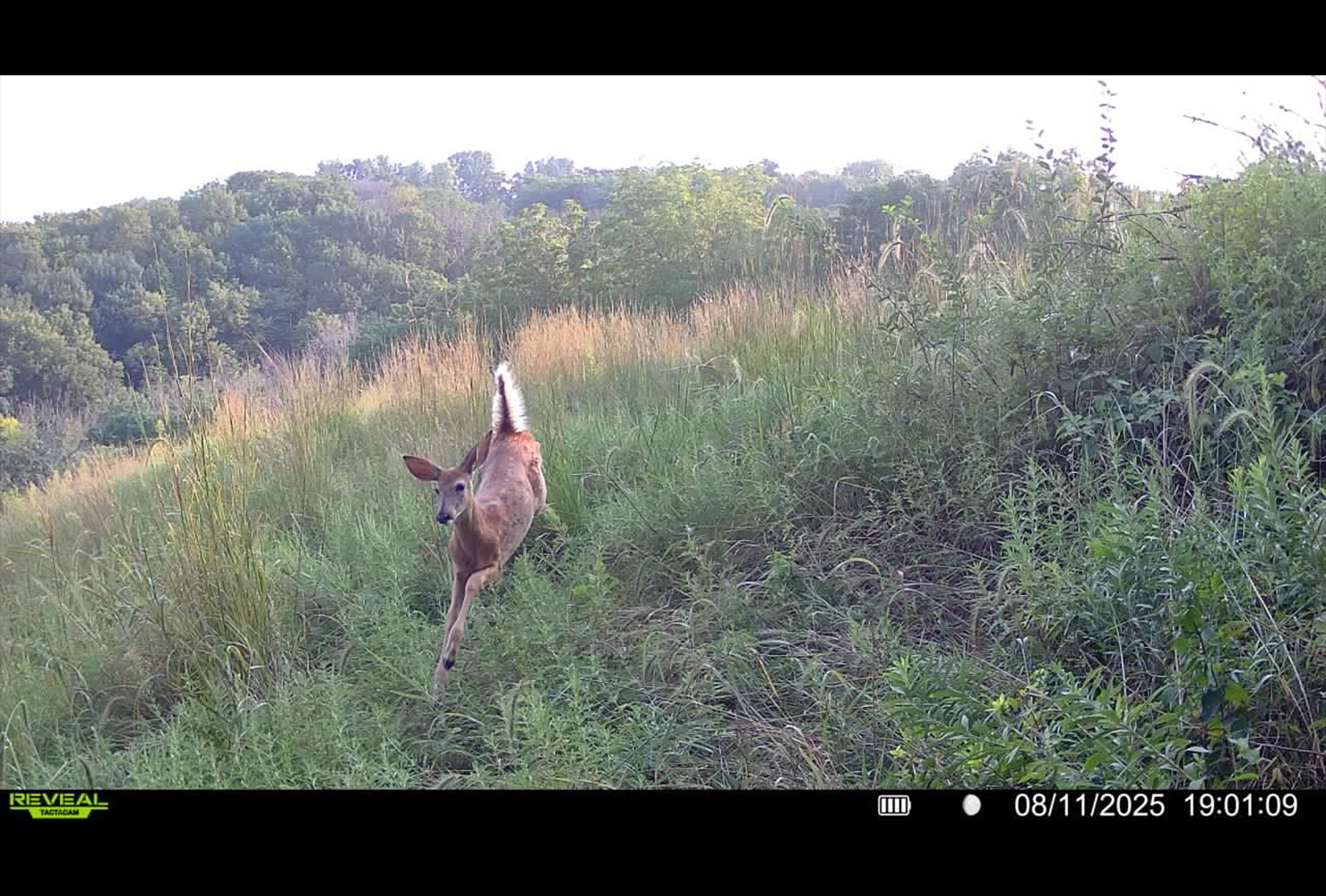 Deer leaping in prairie Deer leaping in prairie