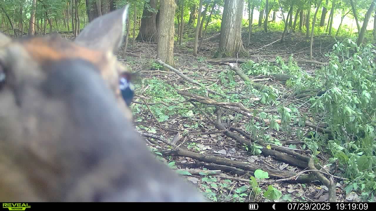 Wildlife camera: Deer closeup Deer peeking