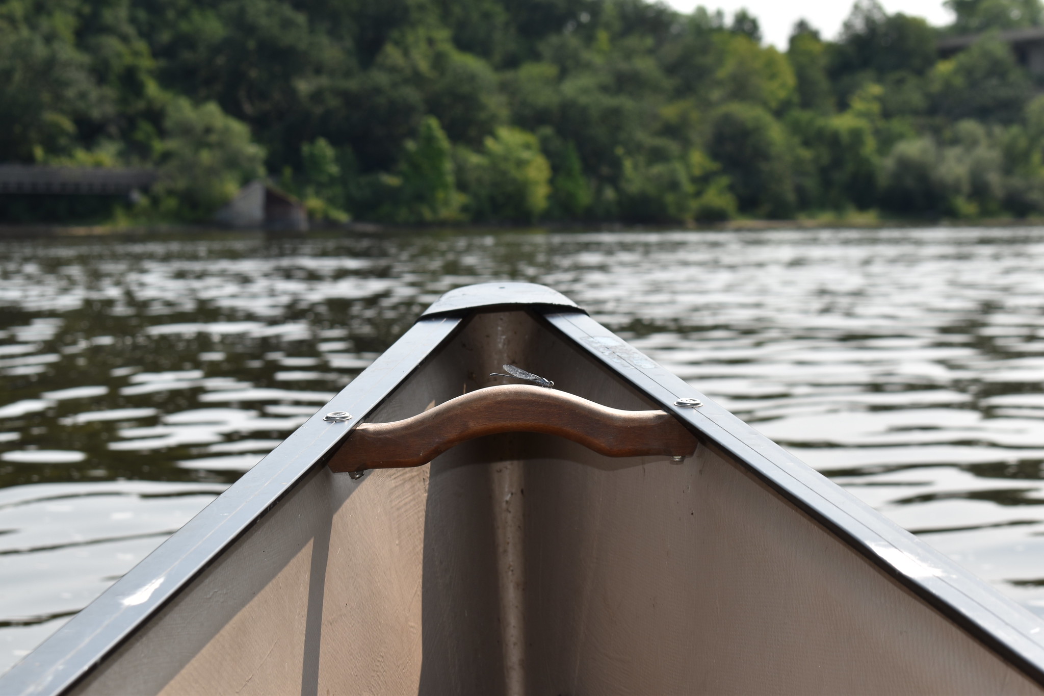 A dragonfly balances on a canoe during a 2024 FMR paddling outing A dragonfly balances on a canoe during a 2024 FMR paddling outing