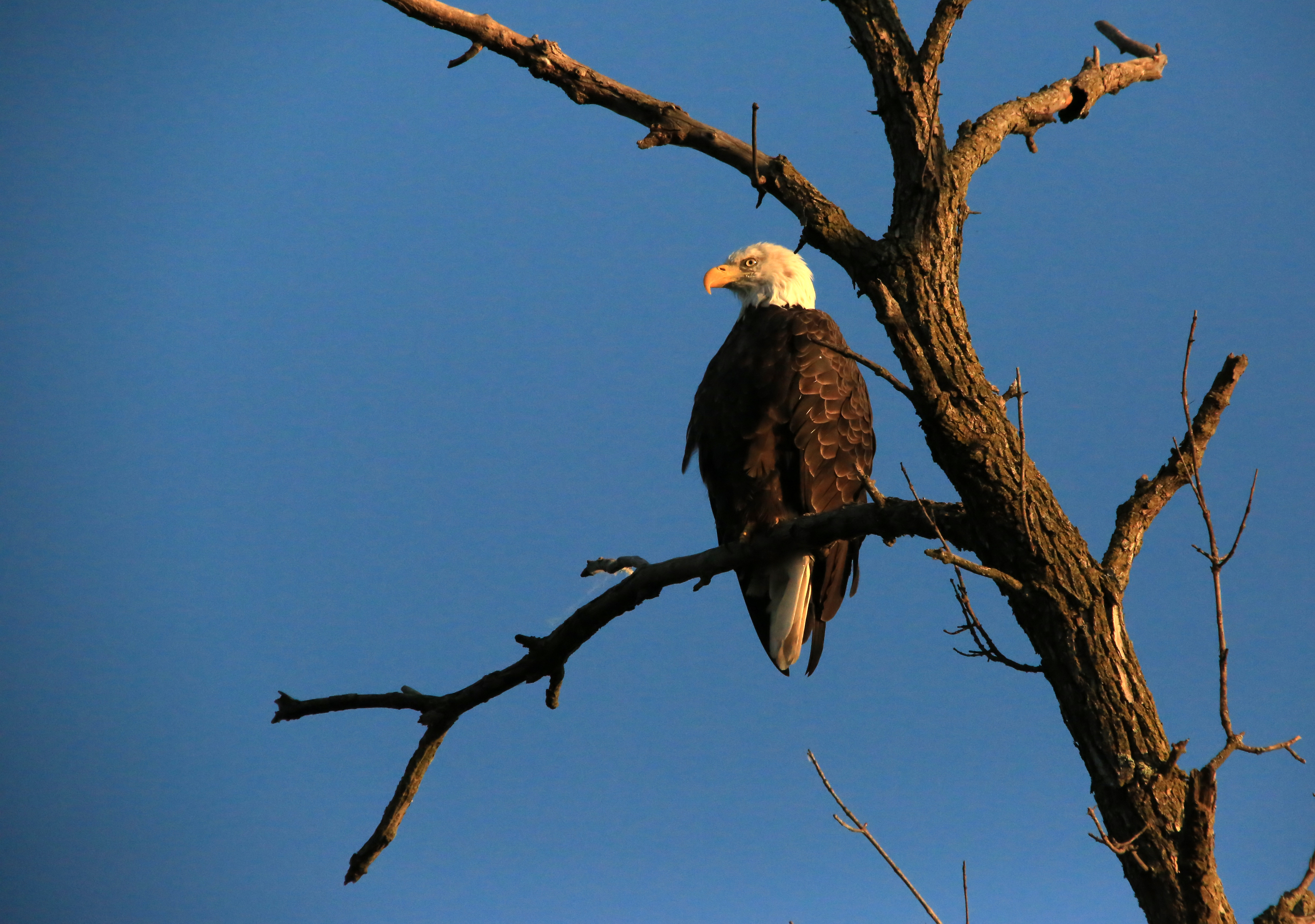 Bald eagle on bare tree branch