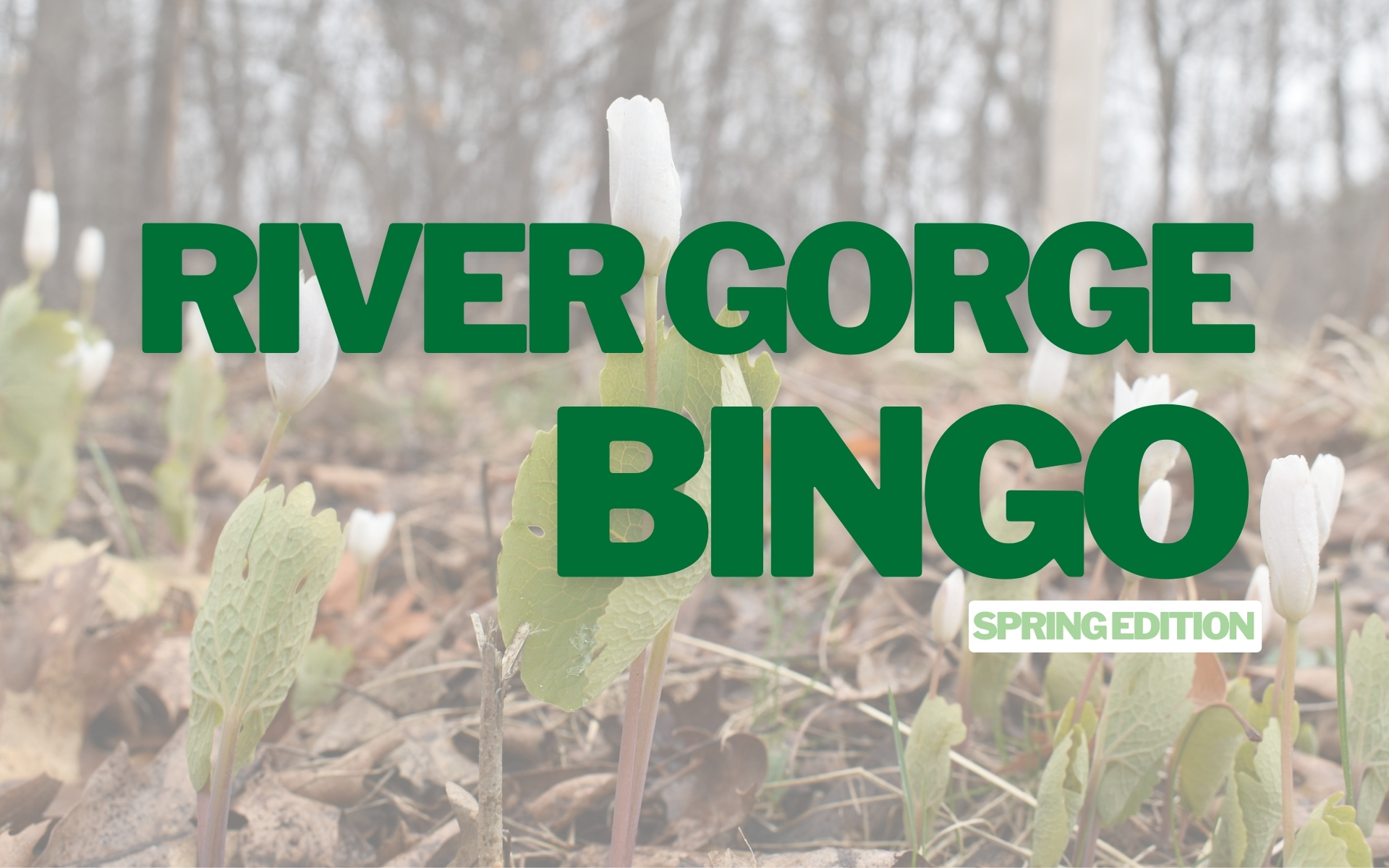 Bloodroot plus text: River Gorge Bingo Spring Edition