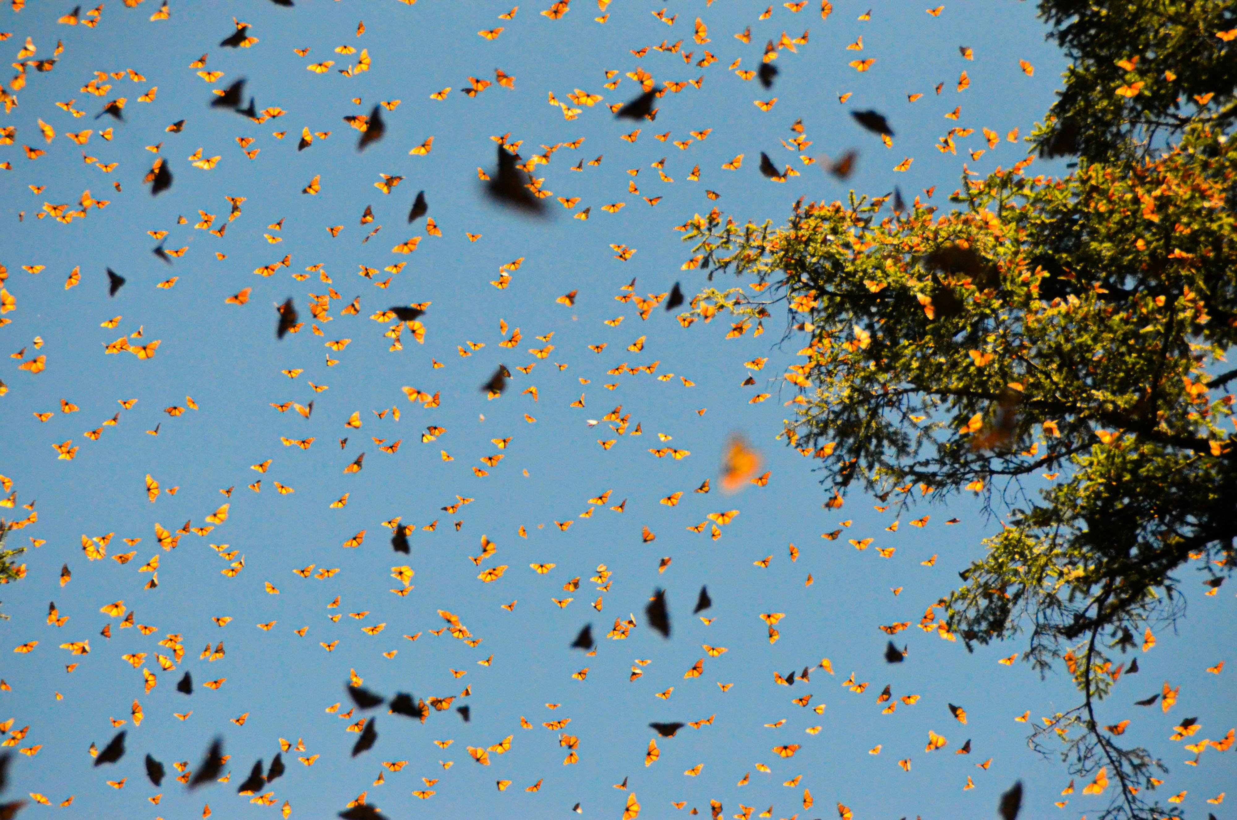 Monarchs flying near evergreen tree