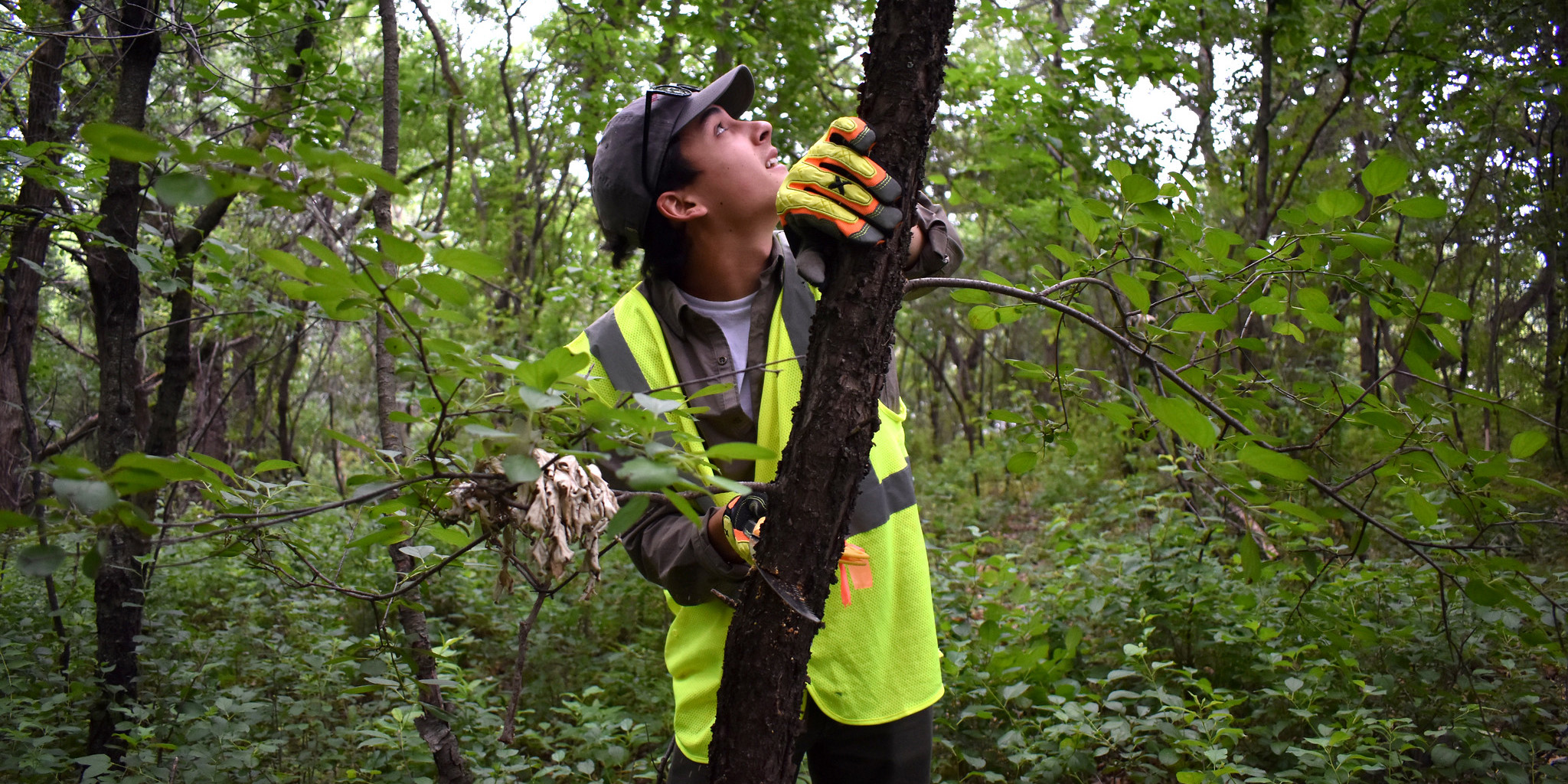 Ethan cutting down buckthorn