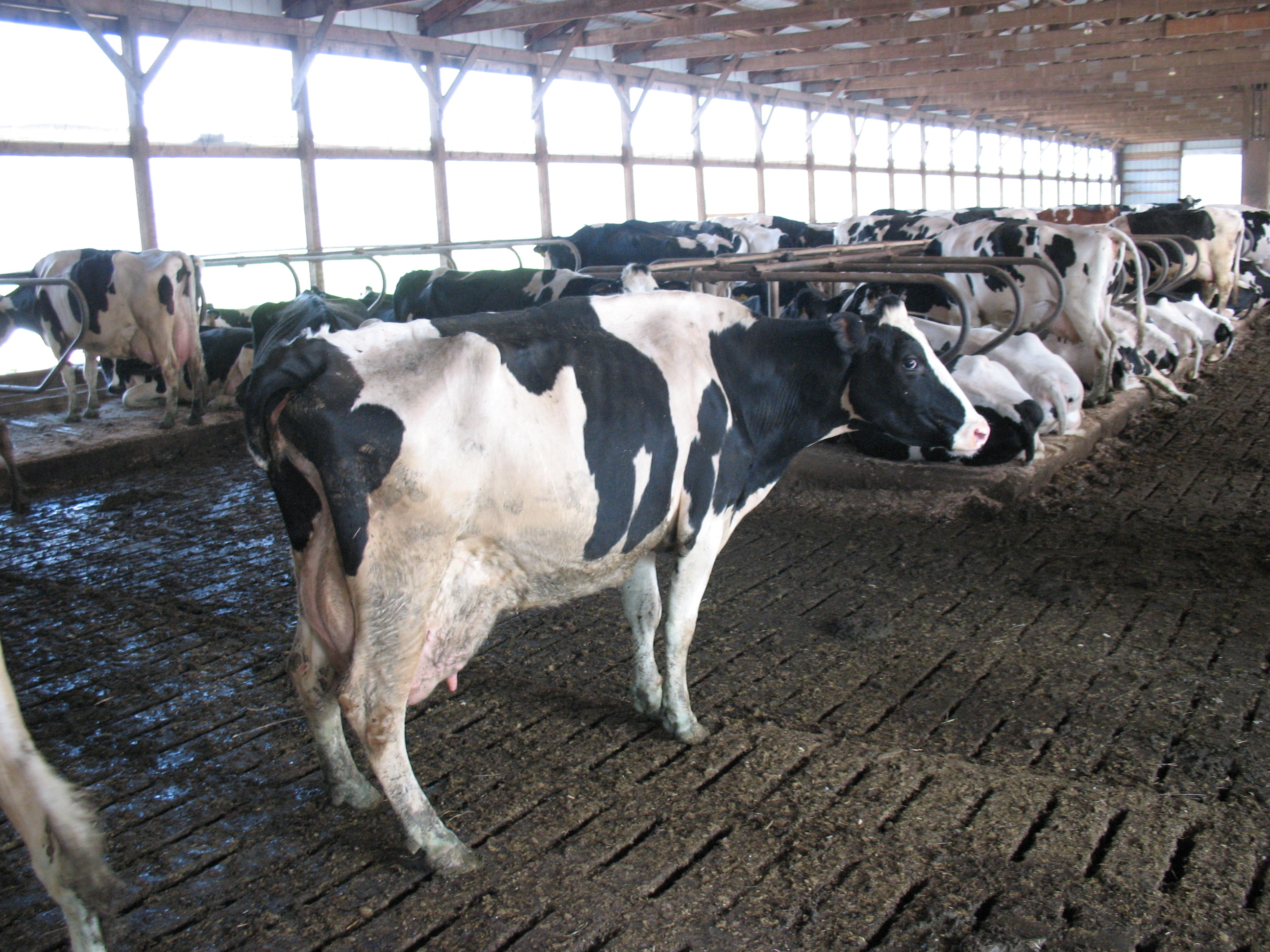 Cow in a feedlot