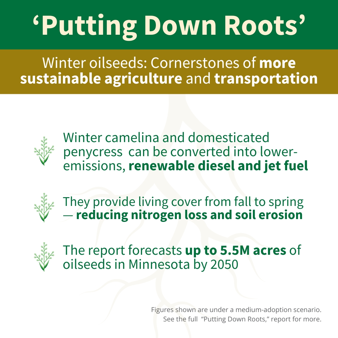 An image with text, explaining key findings about winter oilseeds from the "Putting Down Roots" report. It says: "Winter camelina and domesticated penycress  can be converted into lower-emissions, renewable diesel and jet fuel. They provide living cover from fall to spring — reducing nitrogen loss and soil erosion. The report forecasts up to 5.5M acres of oilseeds in Minnesota by 2050."