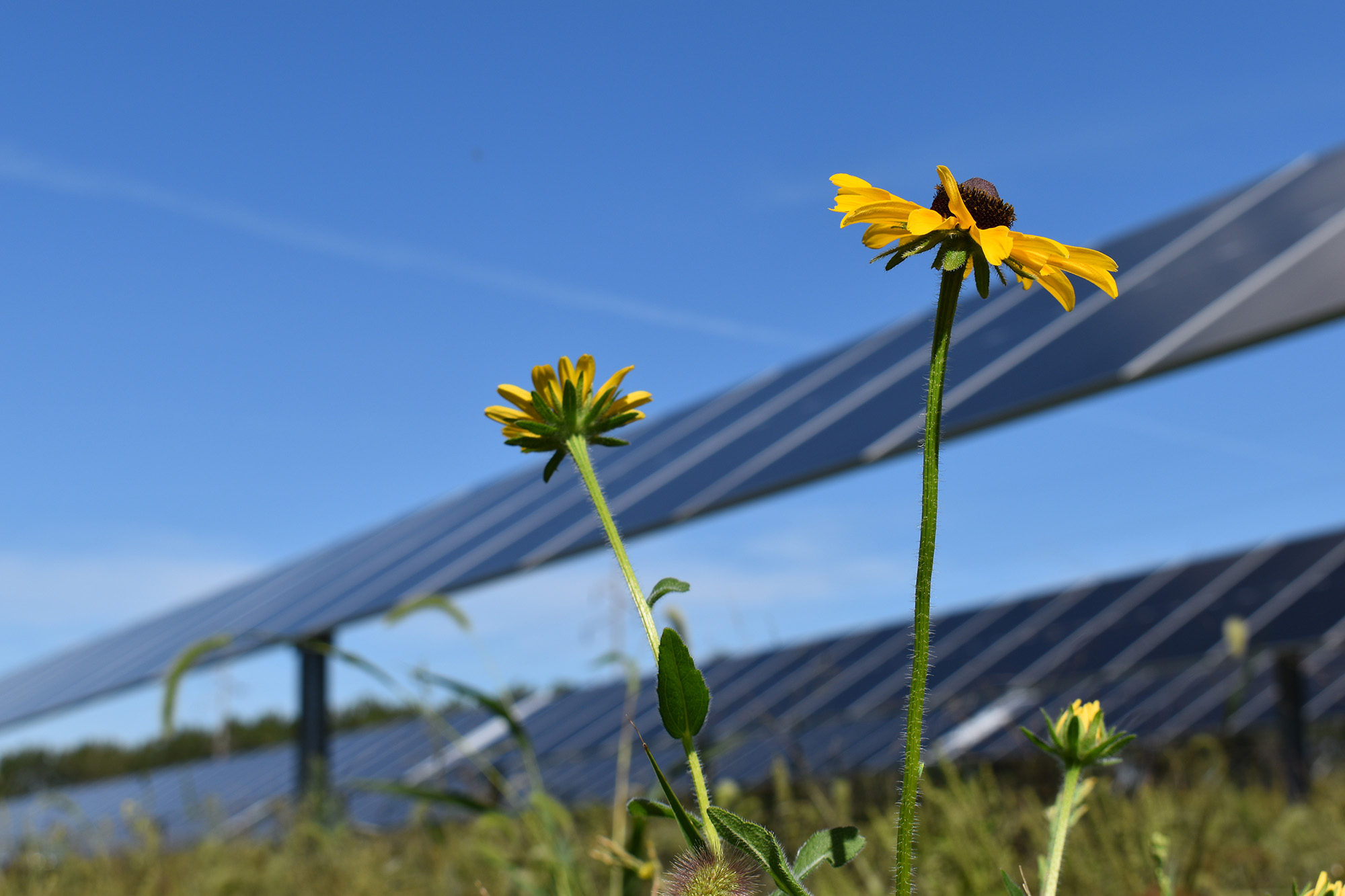 FHR solar planting Black-eyed Susan and solar panels