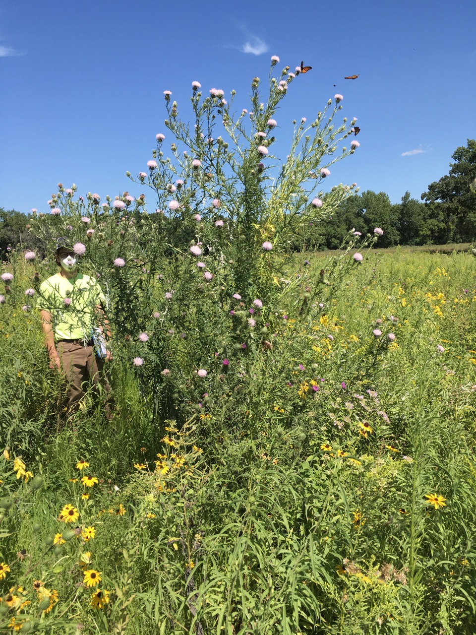 A person stands next to a towering field thistle, as butterflies flutter around the flowers.