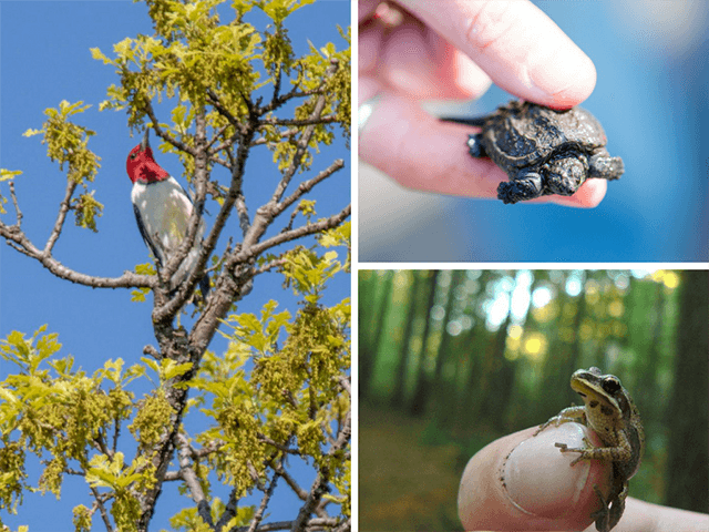 Recent surveys reveal red-headed woodpeckers, frogs, and turtles benefiting from FMR's efforts to restore and build wildlife habitat in the Twin Cities river corridor.