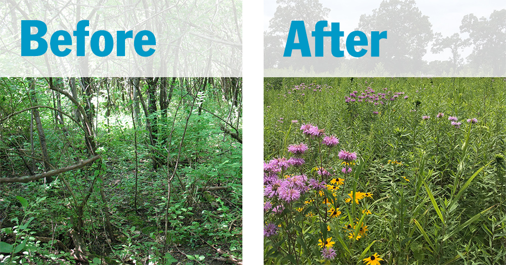 Before: buckthorn; after: wildflowers at Pine Bend