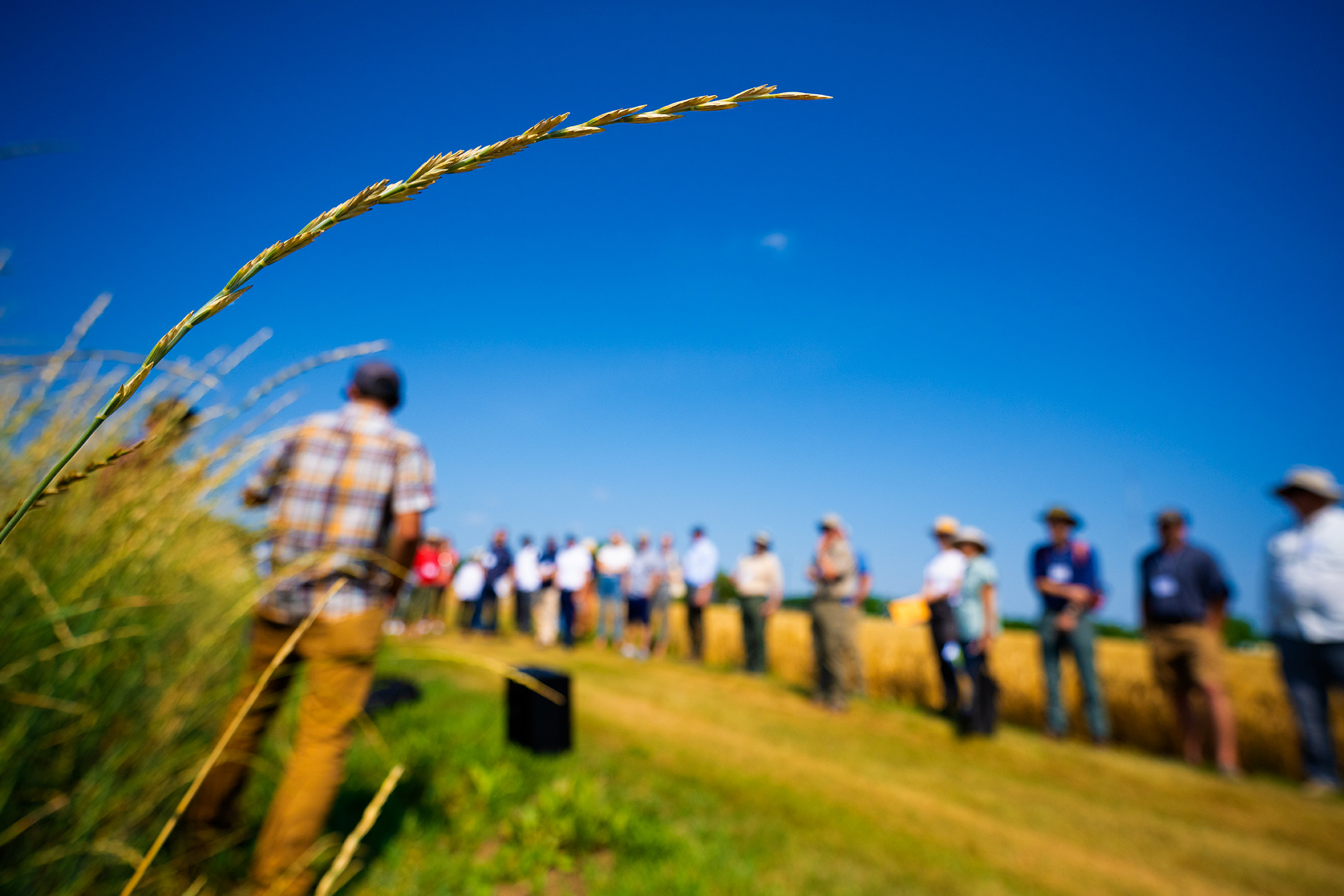 The head of a Kernza grain in a field; behind it is a tour group gathered to learn about the crop.