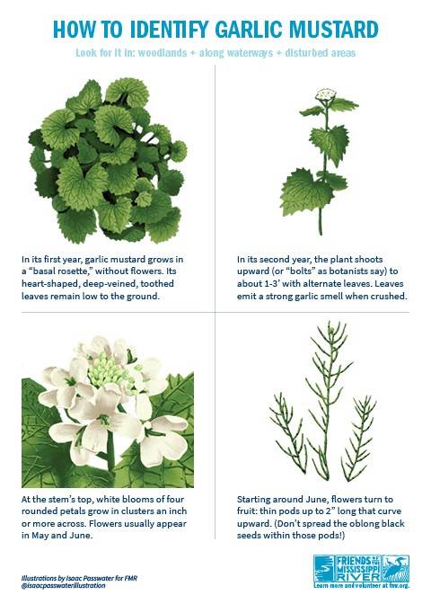 Garlic mustard ID Garlic mustard ID