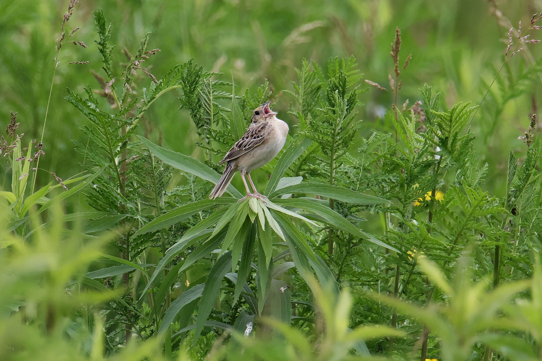 Grasshopper sparrow singing