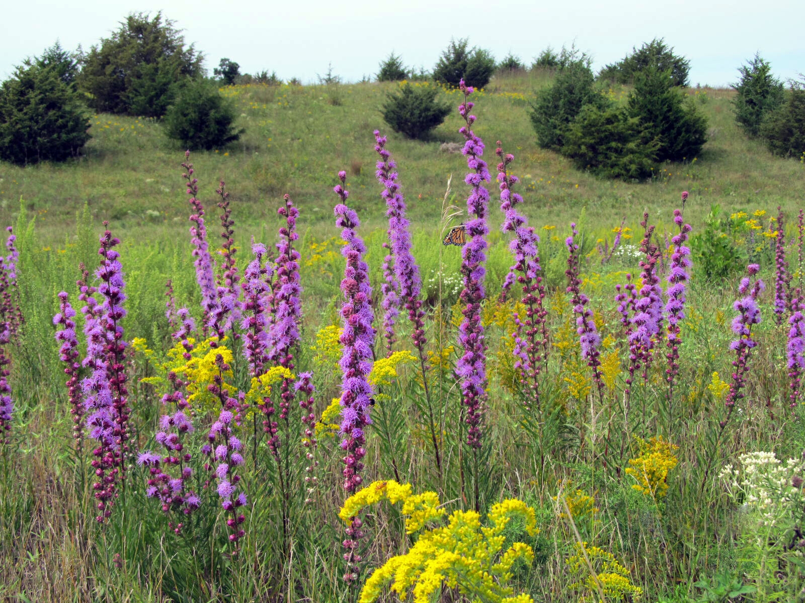 Liatris and goldenrod at Hastings Sand Coulee SNA