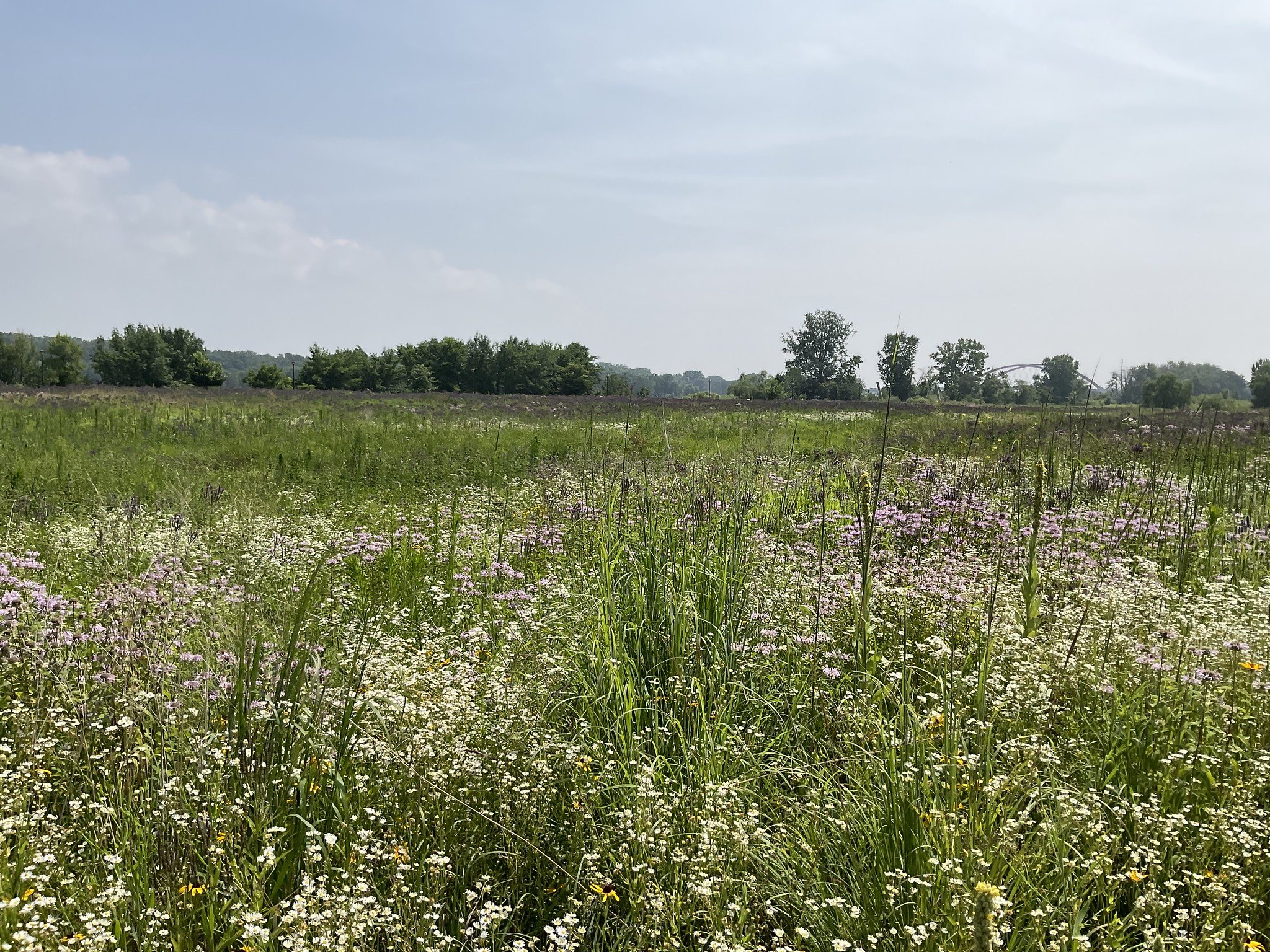 Wildflowers at Hastings River Flats Park