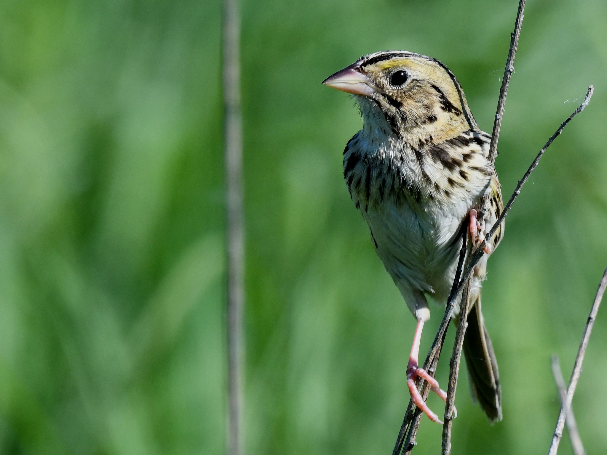 Henslow's sparrow in grassland