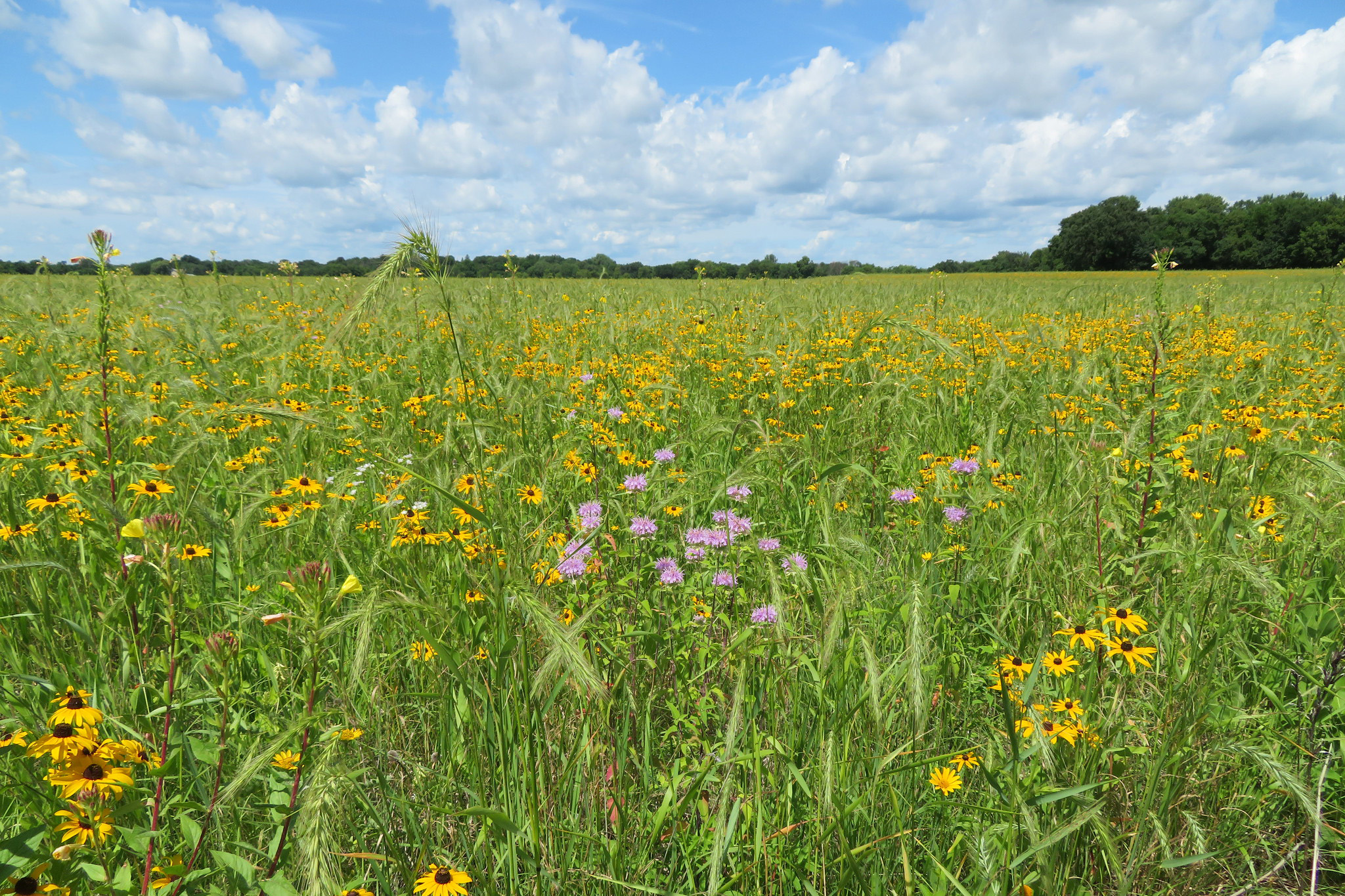 Blooming prairie