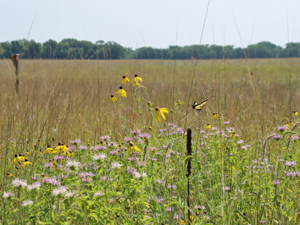 Houlton prairie with swallowtail Houlton prairie with swallowtail