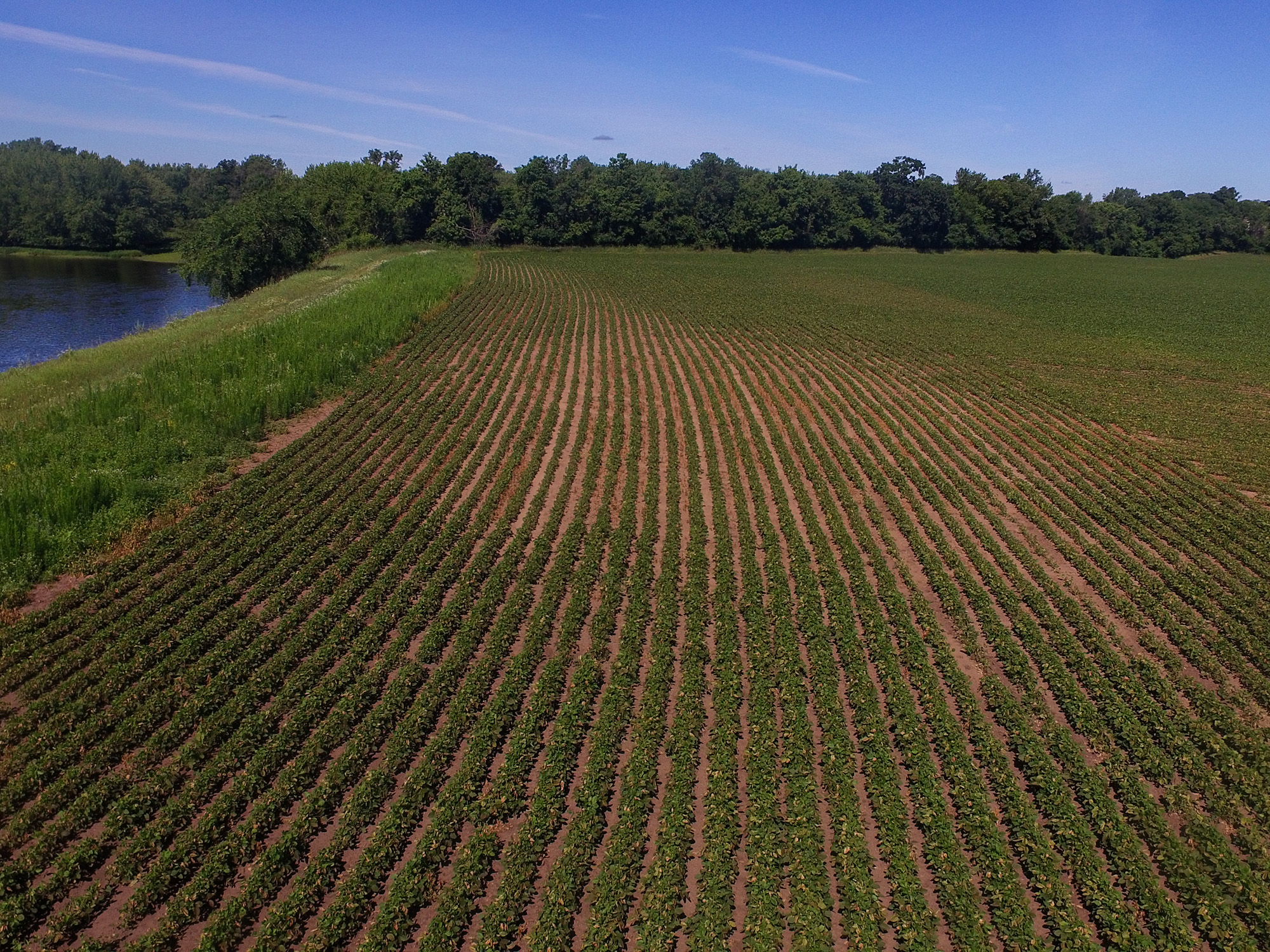 Soybean fields aerial Soybean fields aerial