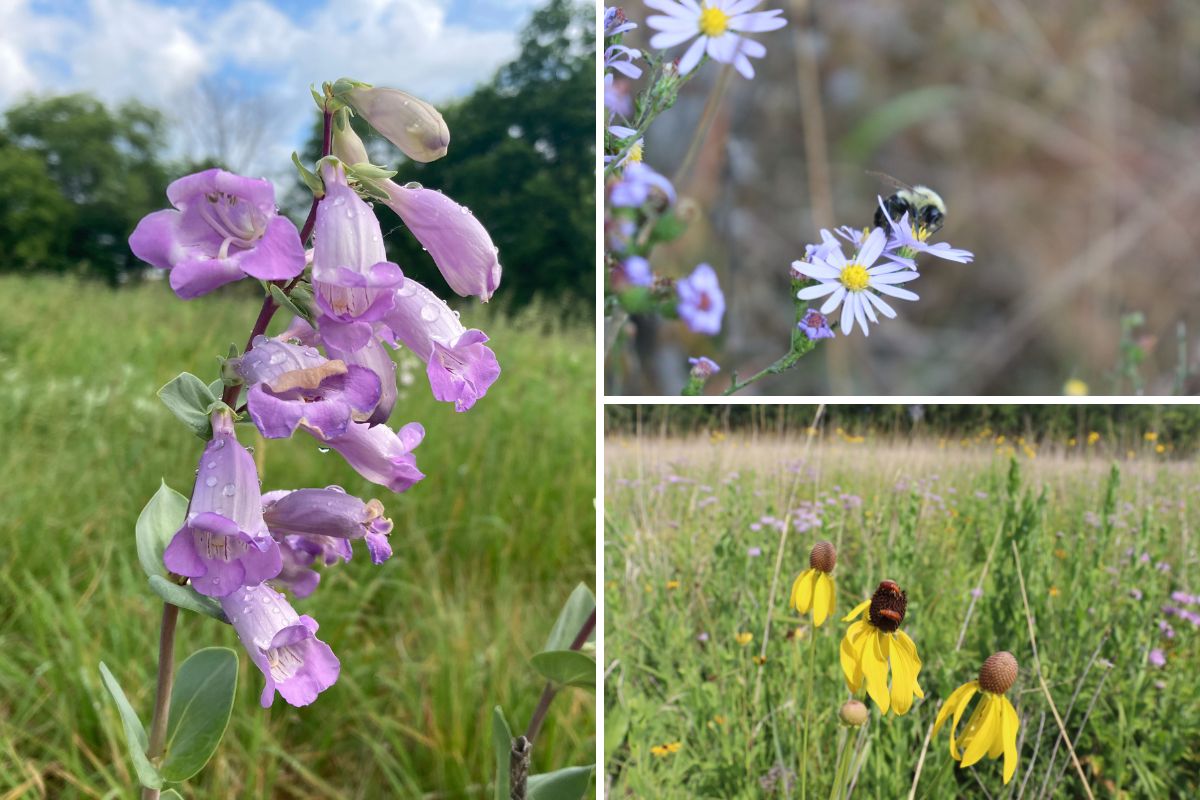 Houlton wildflowers Wildflowers