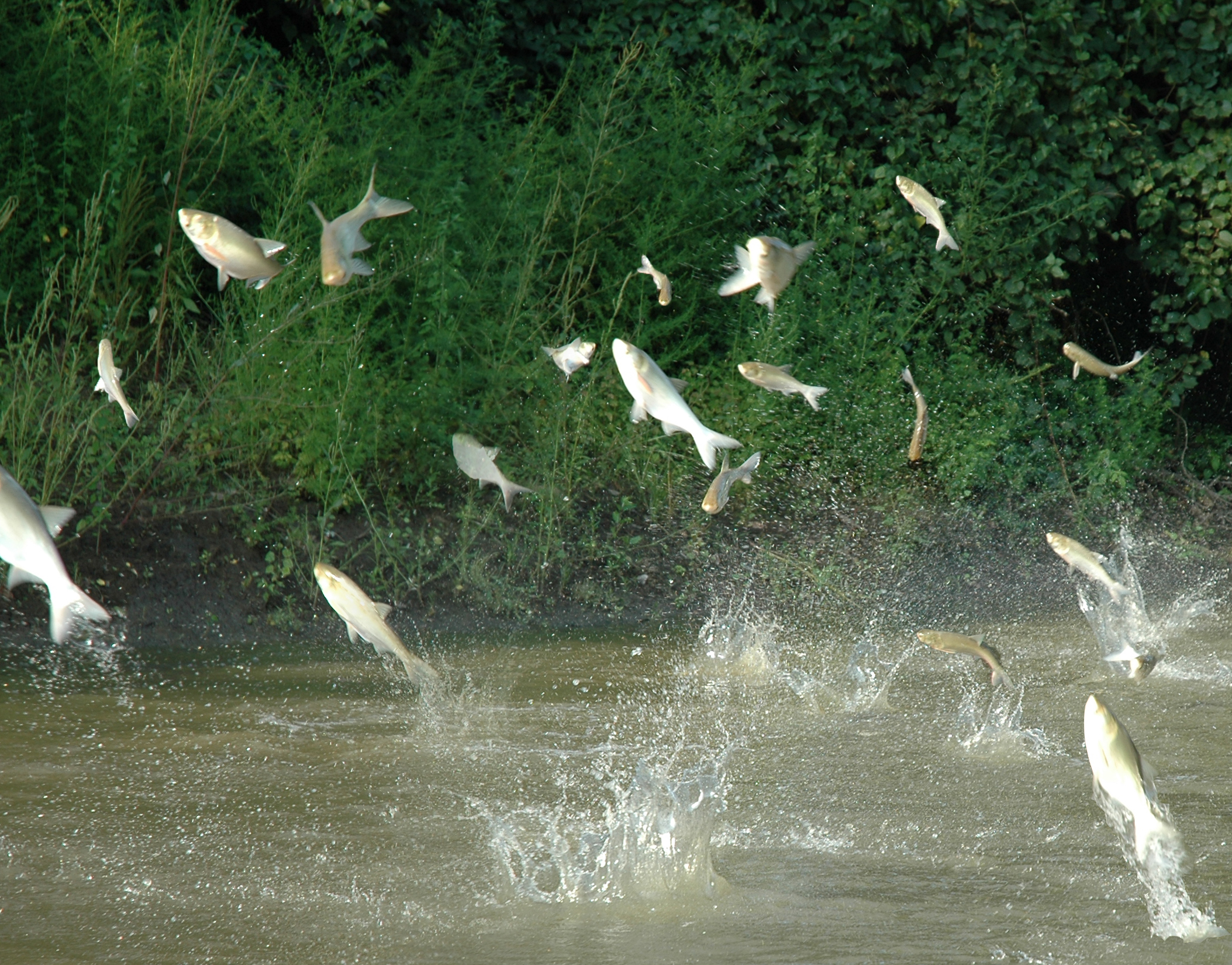 Invasive carp jumping out of the water
