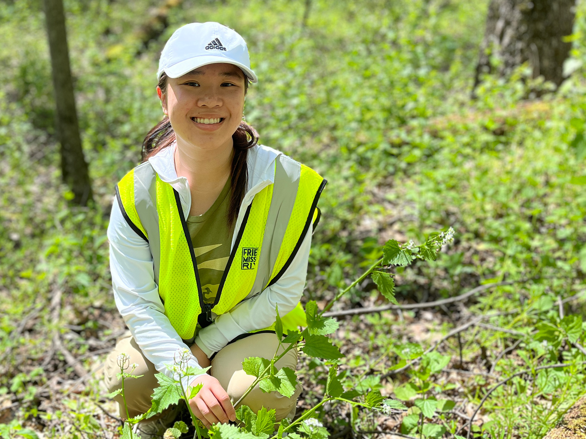 Ivy with garlic mustard 2024 Ivy with garlic mustard