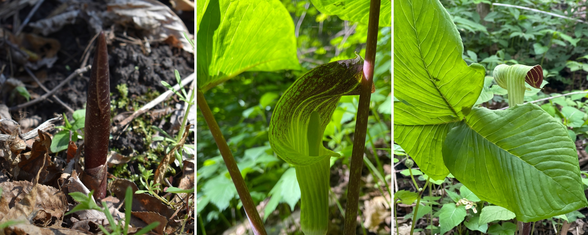 Three photos of Jack-in-the-pulpit