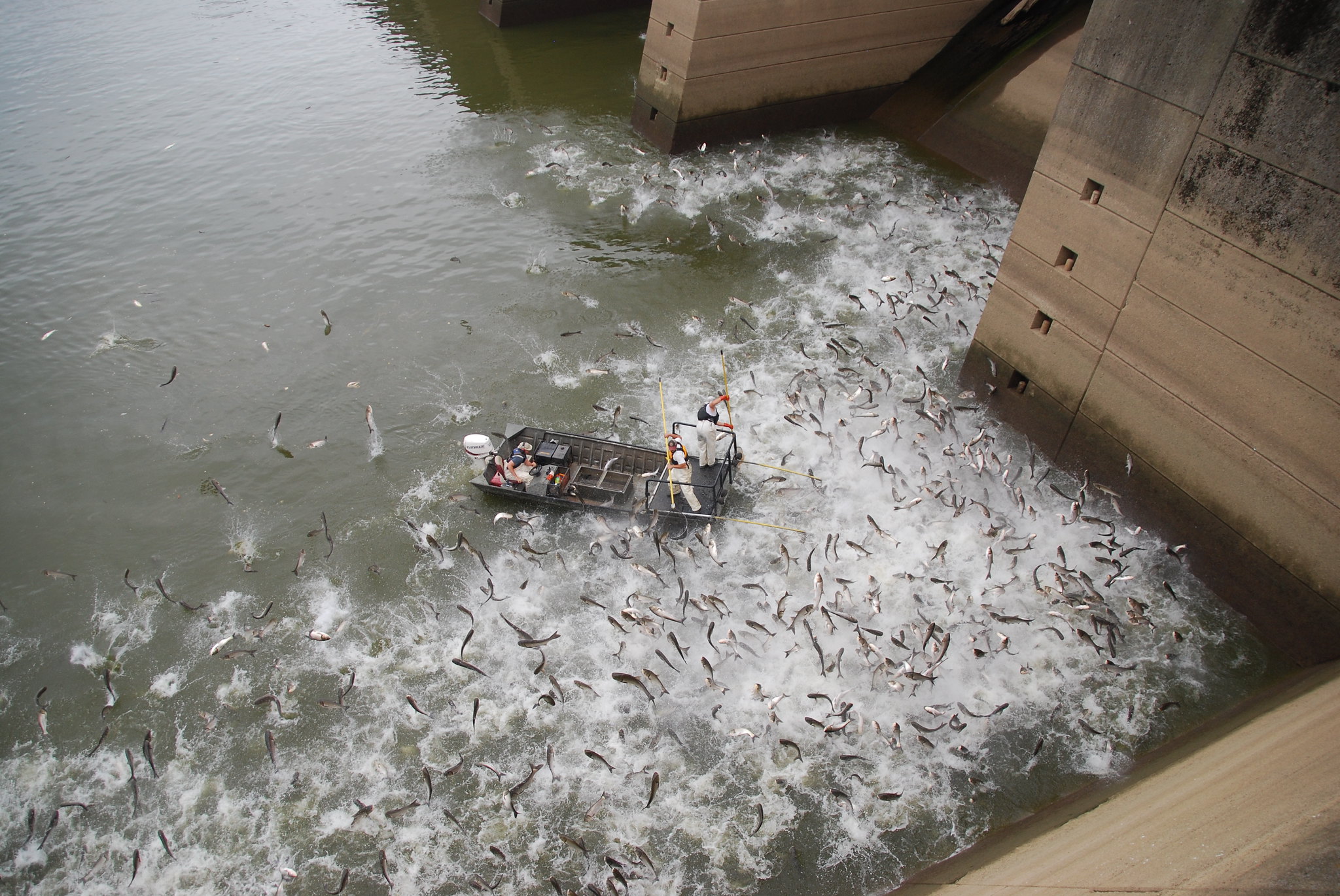 Numerous silver carp jumping out of the water.