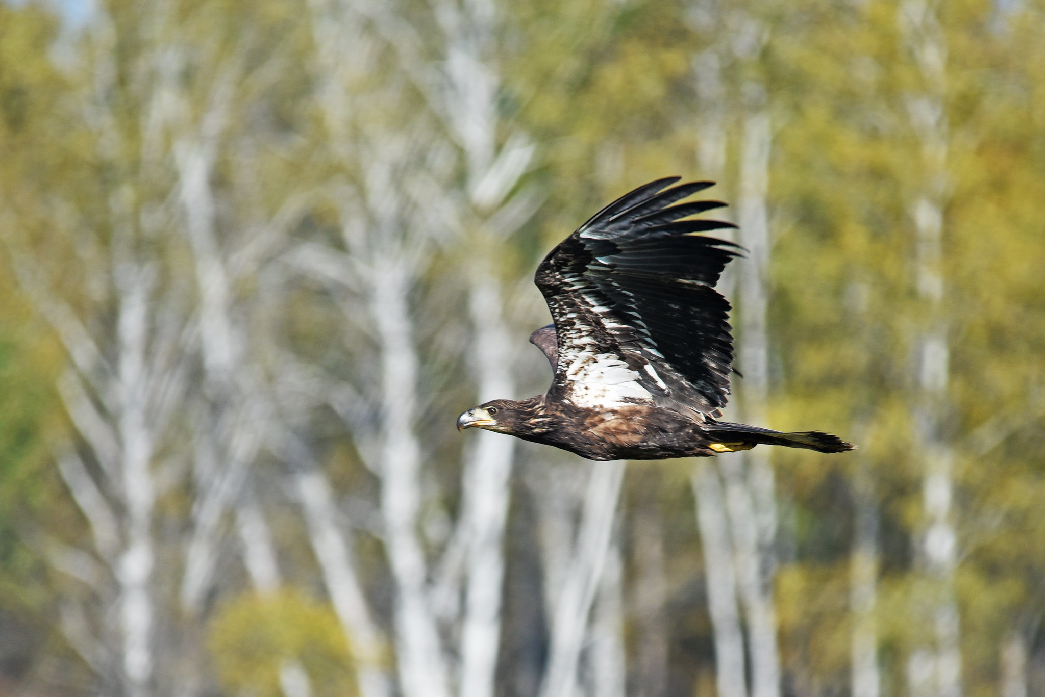A juvenile bald eagle in flight, heading from left to right, with ttrees blurry in the background.