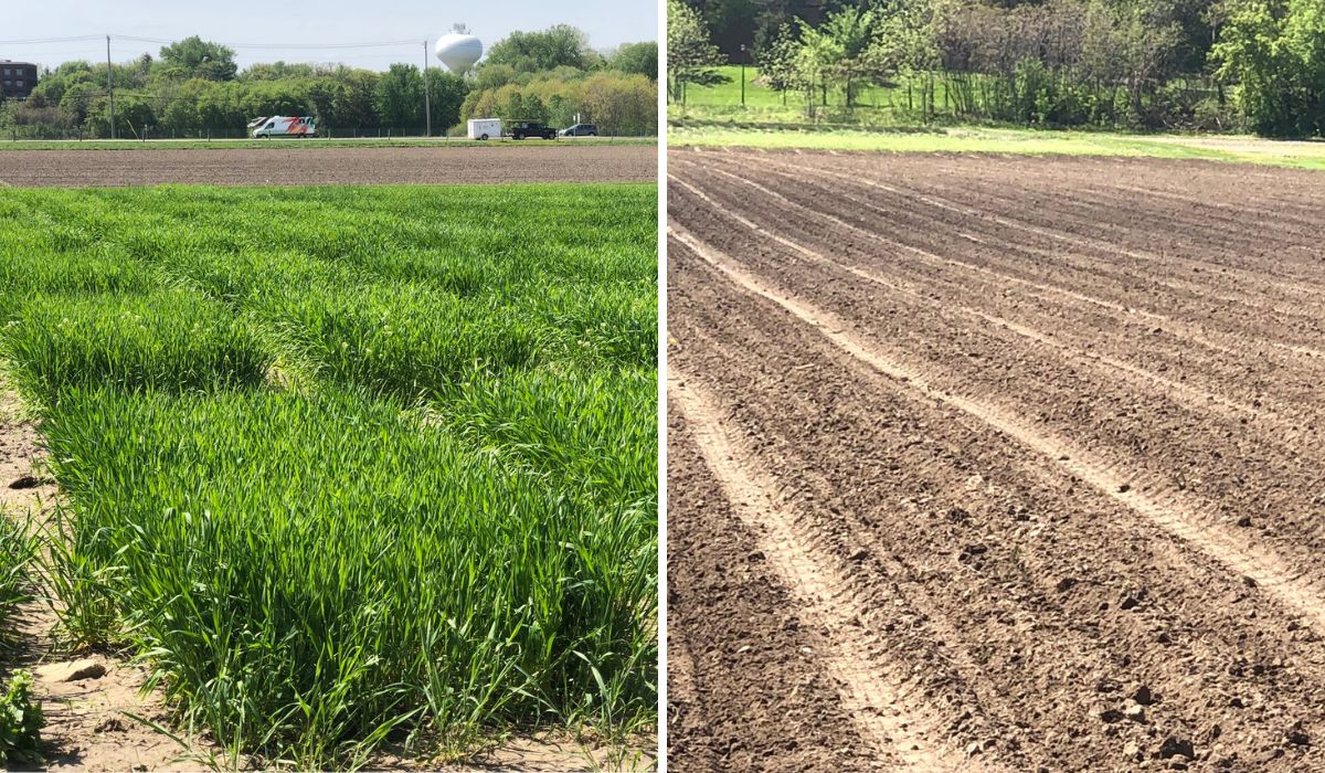A side-by-side showing a field of green Kernza on the left, and a bare, brown field of soybeans on the right. Both photos were taken on the same day.