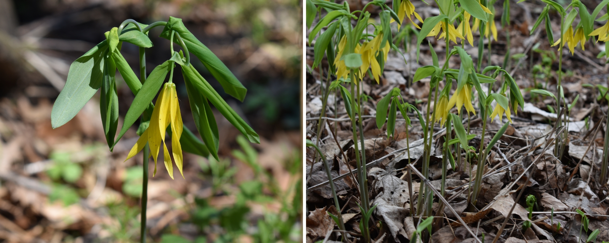 Two photos of large-flowered bellwort